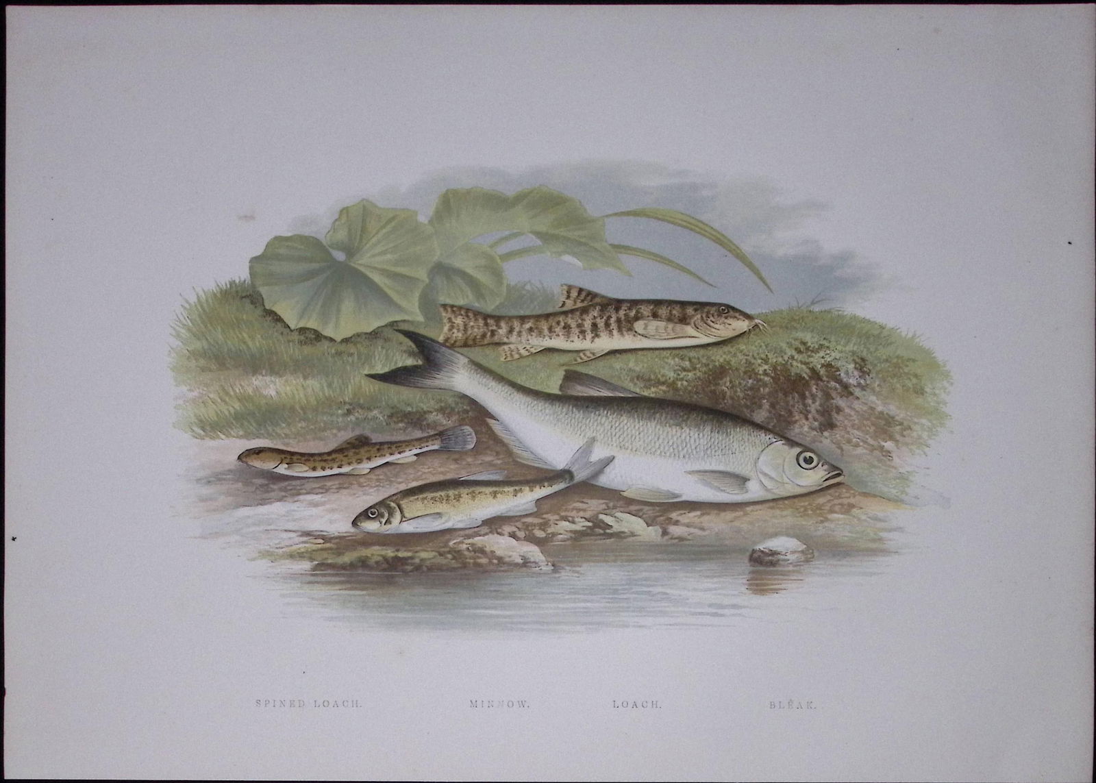 Pomeranian & White Bream Rev Houghton British Freshwater Fish 1879 Scarce Engraving-27: Title: Pomeranian & White Bream Rev Houghton British Freshwater Fish 1879 Scarce Engraving-27 Description: This First Edition Wood Engraving Print Was Removed from an Antique Edi
