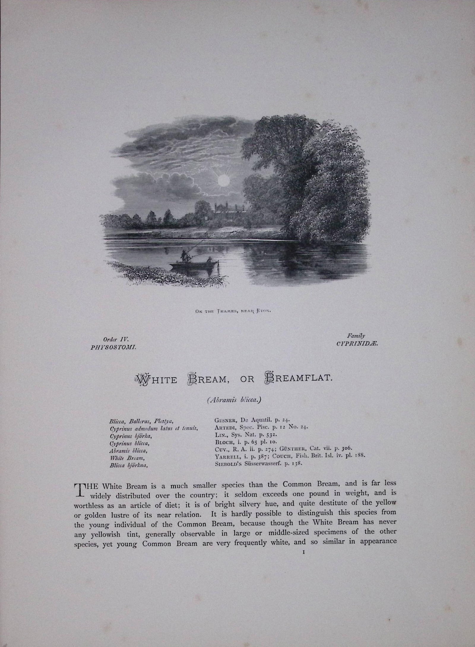 Pomeranian & White Bream Rev Houghton British Freshwater Fish 1879 Scarce Engraving-27 - 2