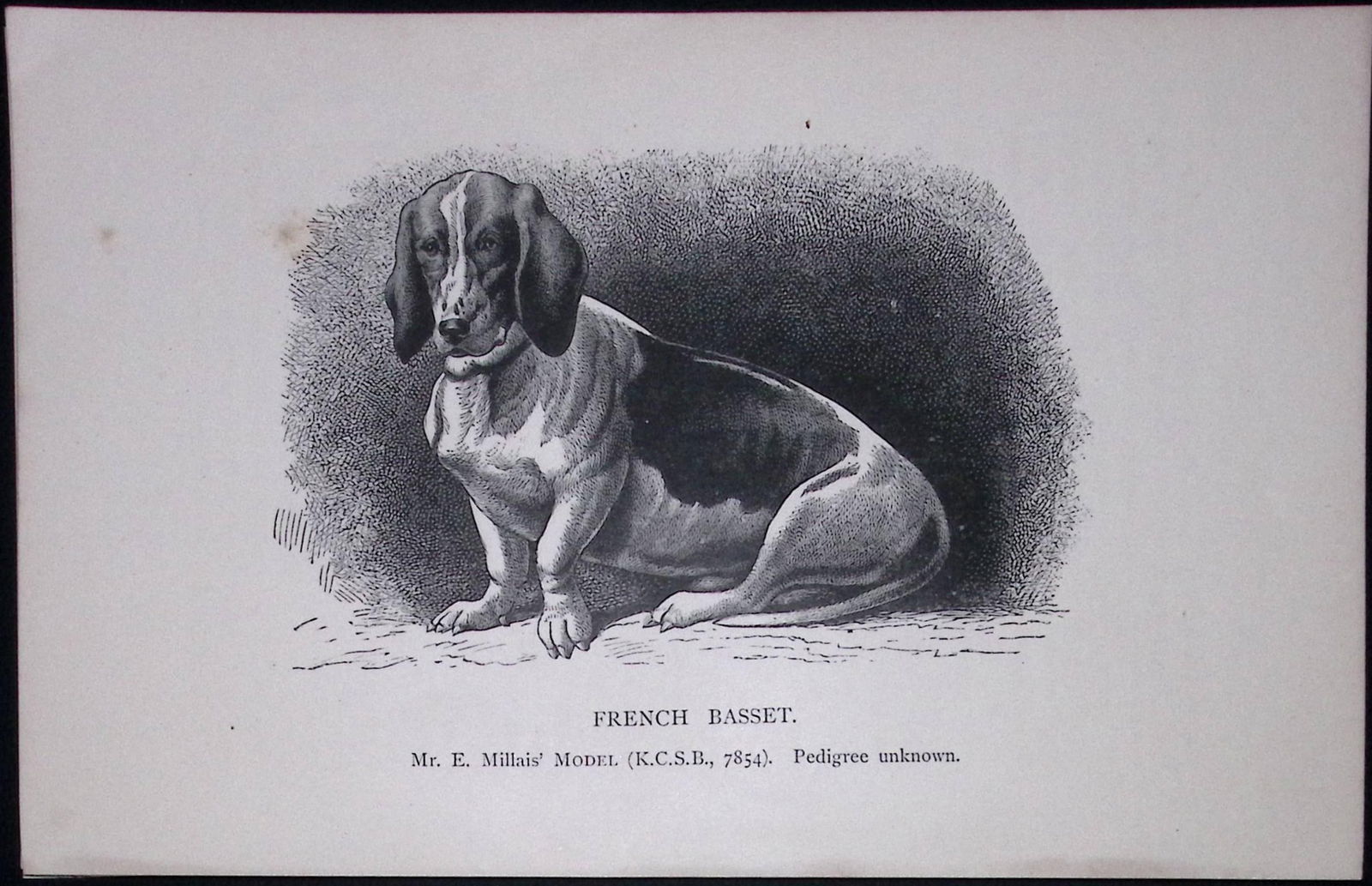 The French Basset British Dogs by Hugh Dalziel 1889 Antique Book Plate-25: Title: The French Basset British Dogs by Hugh Dalziel 1889 Antique Book Plate-25 Description: The French Basset British Dogs by Hugh Dalziel 1889 Antique Book Plate-25 <