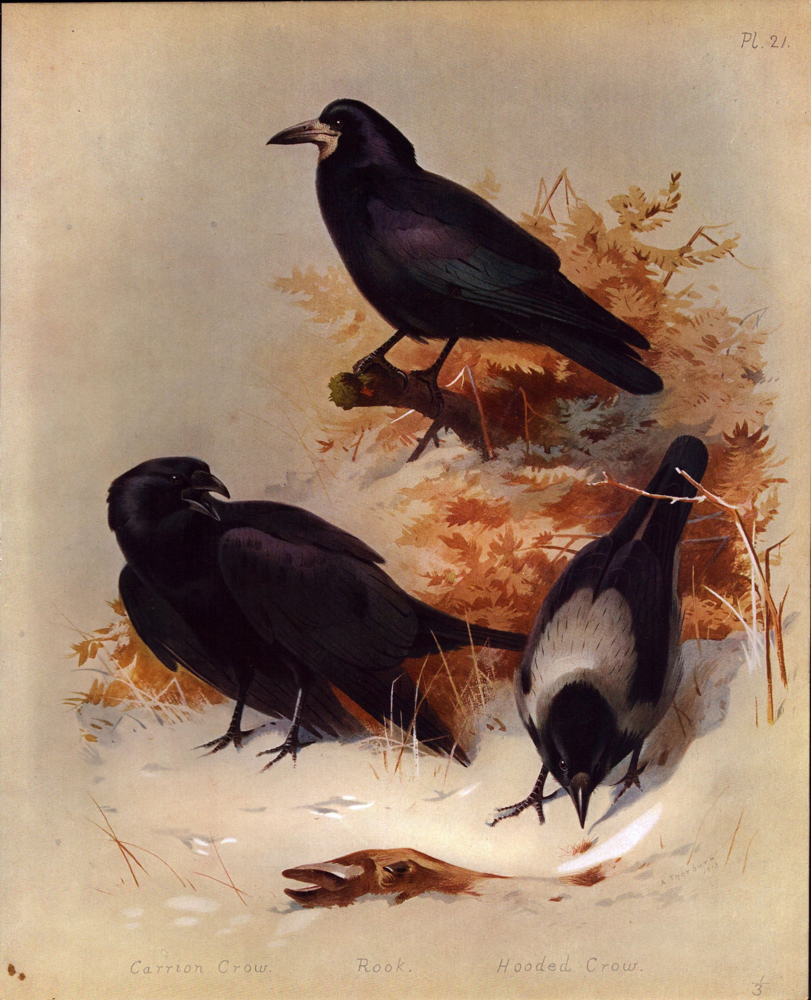 Thorburn Antique Scarce Bird Lithograph Hooded & Carrion Crow -21.: Title: Thorburn Antique Scarce Bird Lithograph Hooded & Carrion Crow -21. Description: This Antique Edition Illustration Was Removed from an Edition of. Archibald Thorburn
