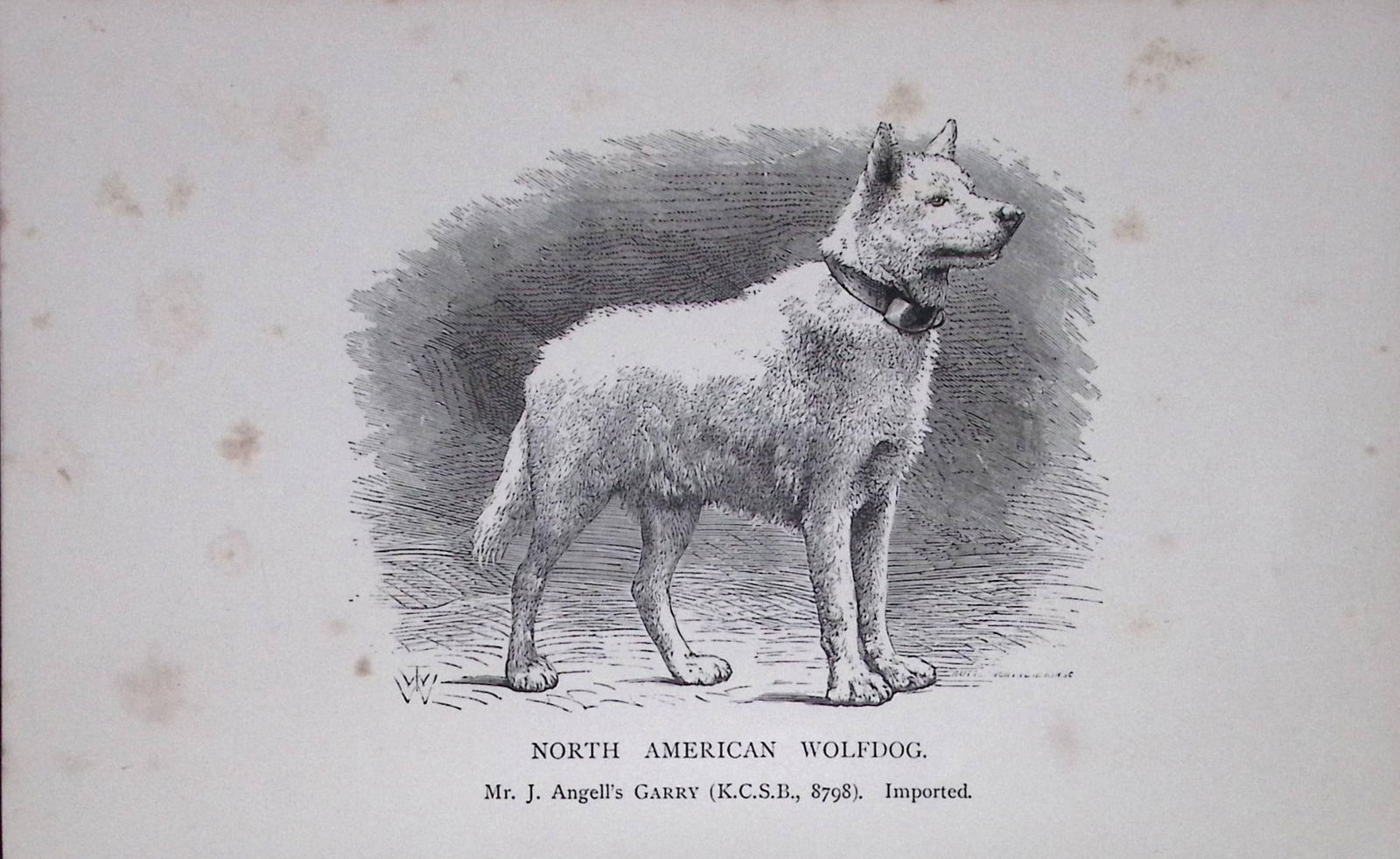 North American Wolfdog British Dogs by Hugh Dalziel 1889 Antique Book Plate-41: Title: North American Wolfdog British Dogs by Hugh Dalziel 1889 Antique Book Plate-41 Description: This Antique Book Plate Was Removed from a Edition of British Dogs by Hugh Dalziel