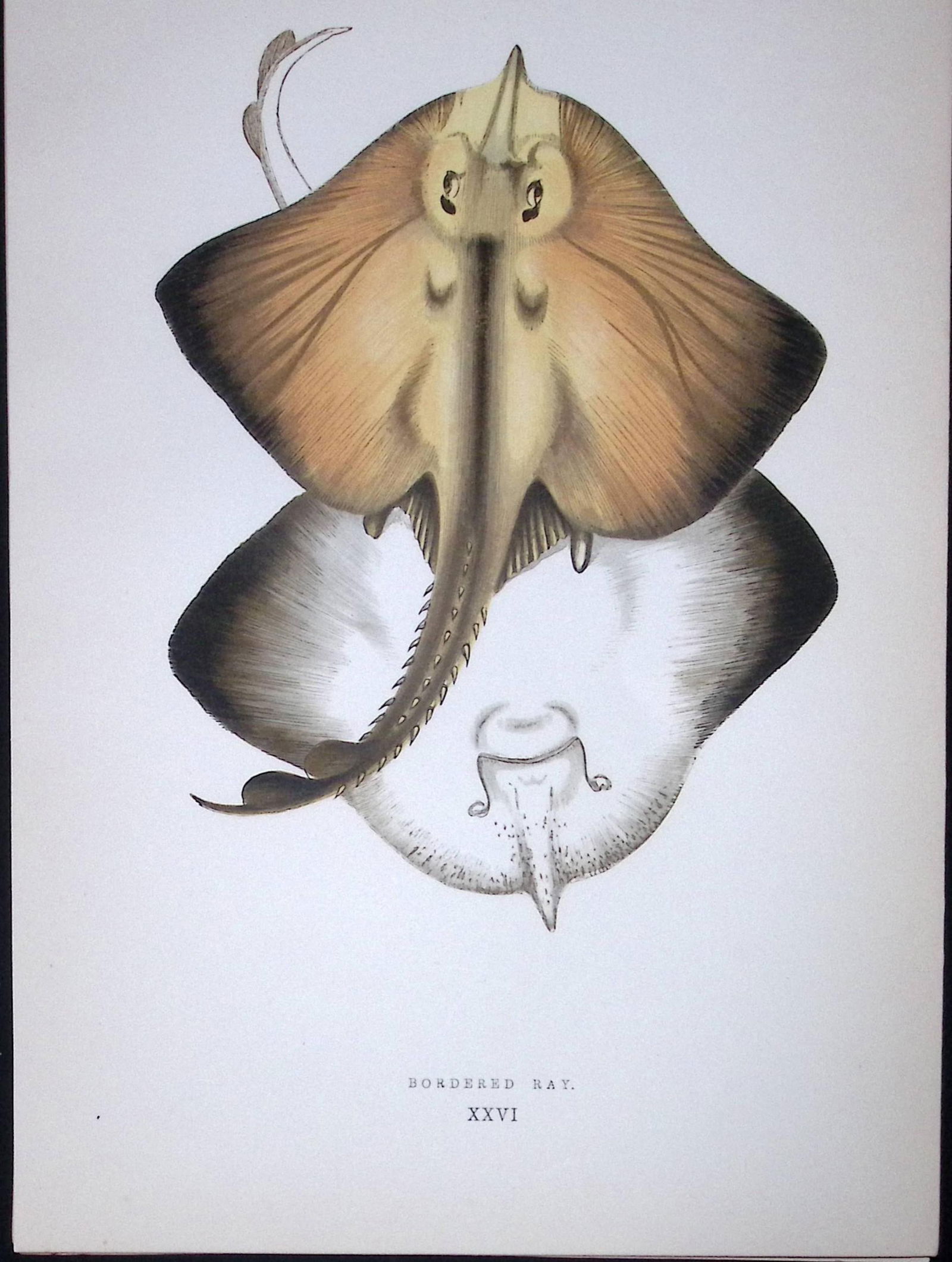 Bordered Ray Fish Scarce Antique 1877 J. Couch Woodblock Engraving-105: Title: Bordered Ray Fish Scarce Antique 1877 J. Couch Woodblock Engraving-105 Description: This Antique Original Coloured Woodblock Engraving Was Removed from An Edition of. H