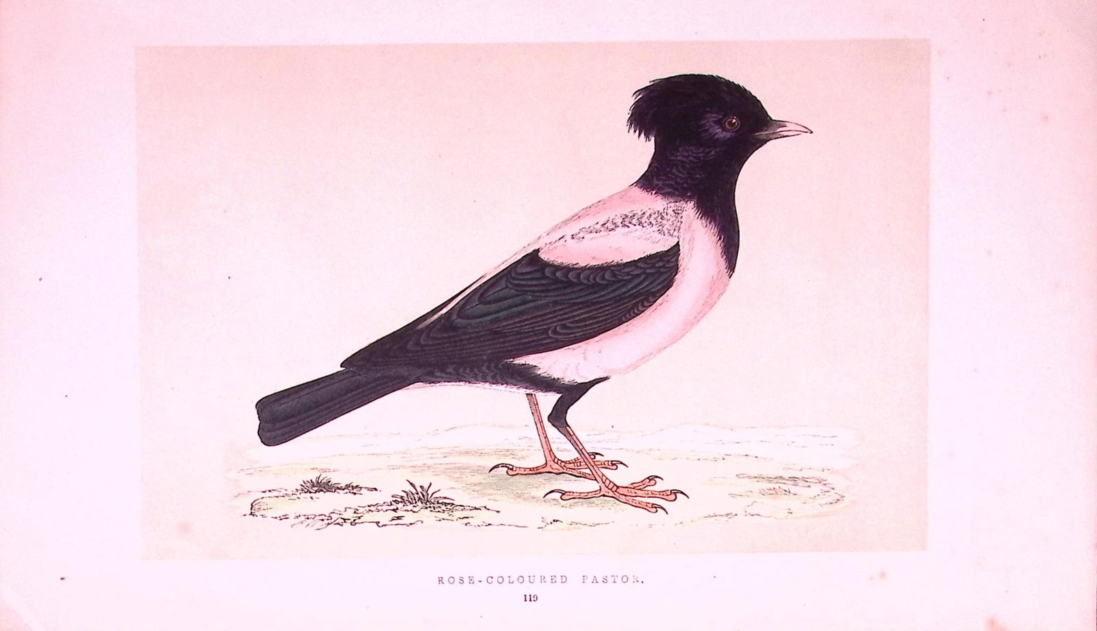 Rose-Coloured Pastor Rev Morris First Edition Antique Woodblock Engraving-172: Title: Rose-Coloured Pastor Rev Morris First Edition Antique Woodblock Engraving-172 Description: This Chromolithographic Woodblock Engraving Has Been Removed from a First Antique Edition of. 