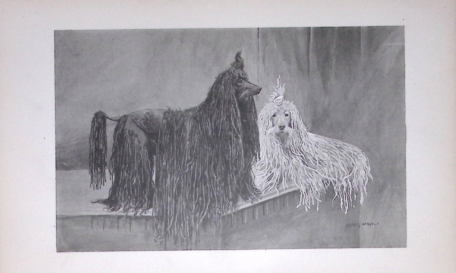 Corded Poodles Antique Book Plate Rawdon Lee Modern Dogs 1894-10: Title: Corded Poodles Antique Book Plate Rawdon Lee Modern Dogs 1894-10 Description: This Antique Book Plate Was Removed from an Edition of Modern Dogs by Rawdon Lee 1893. Each Print Measures