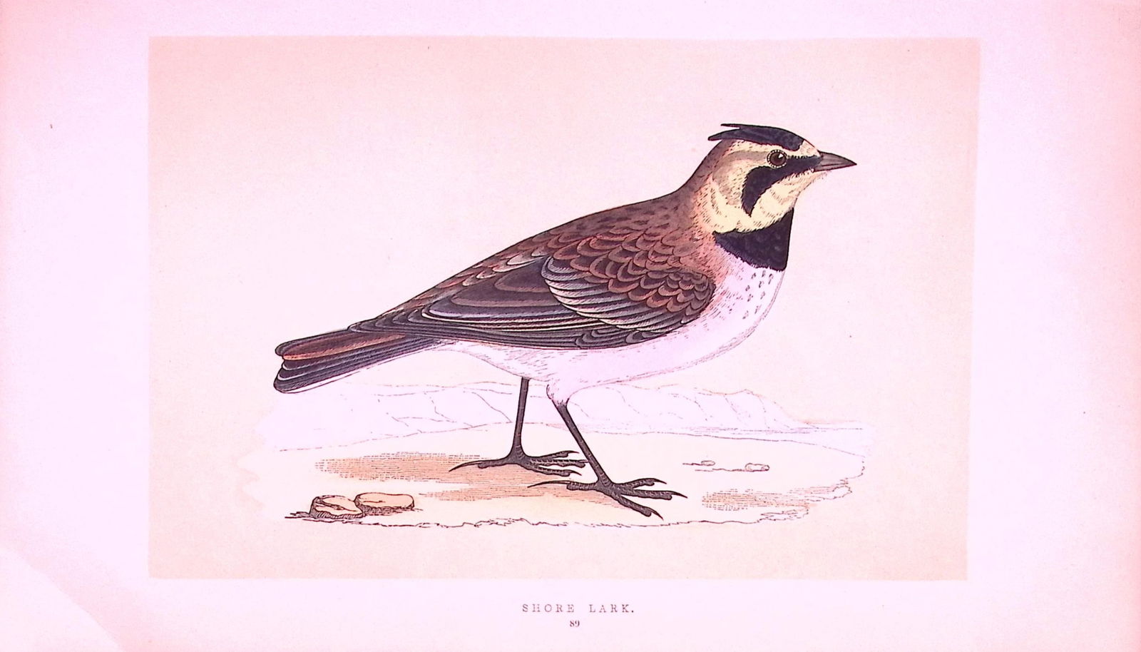 Shore Lark Rev Morris First Edition Antique Woodblock Engraving-143: Title: Shore Lark Rev Morris First Edition Antique Woodblock Engraving-143 Description: This Chromolithographic Woodblock Engraving Has Been Removed from a First Antique Edition of.<