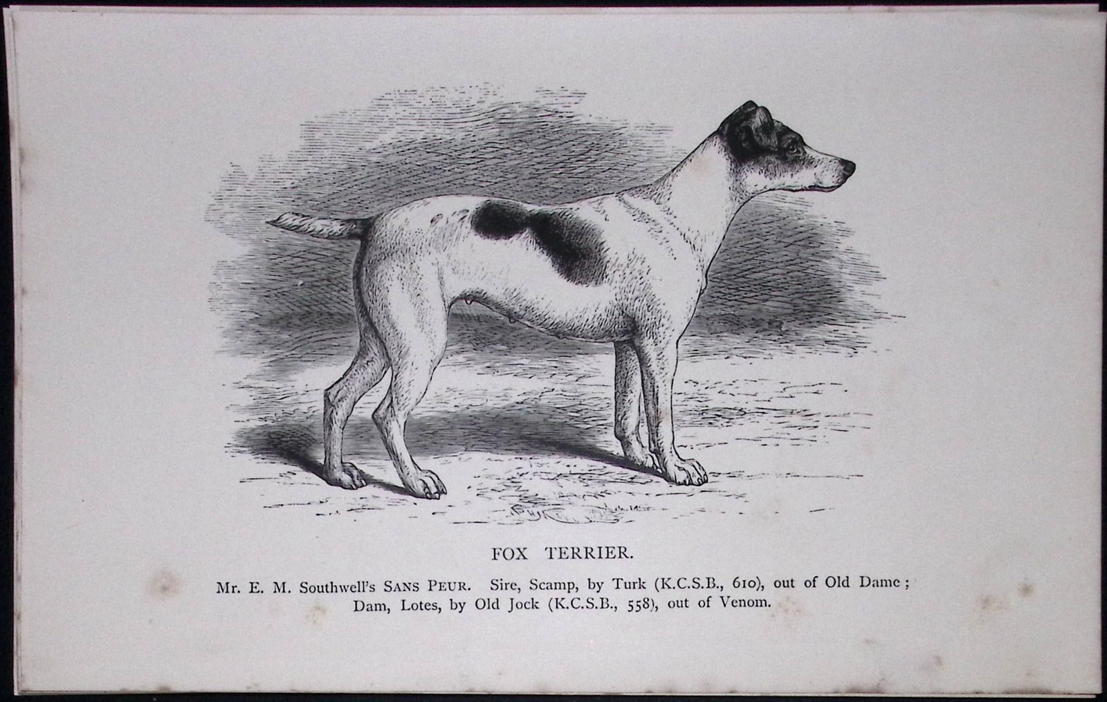 Fox Terrier British Dogs by Hugh Dalziel 1889 Antique Book Plate-54: Title: Fox Terrier British Dogs by Hugh Dalziel 1889 Antique Book Plate-54 Description: This Antique Book Plate Was Removed from a Edition of British Dogs by Hugh Dalziel 1889.