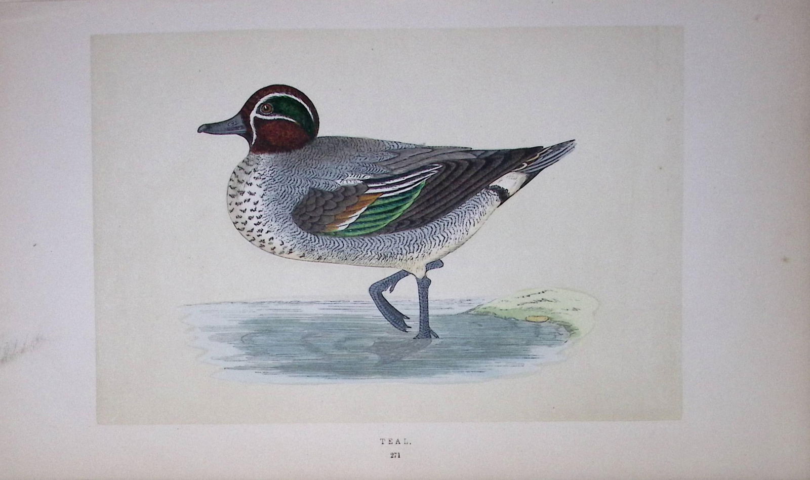 Teal Duck Bird- Rev Morris First Edition Antique Woodblock Engraving-90 (1 of 1)