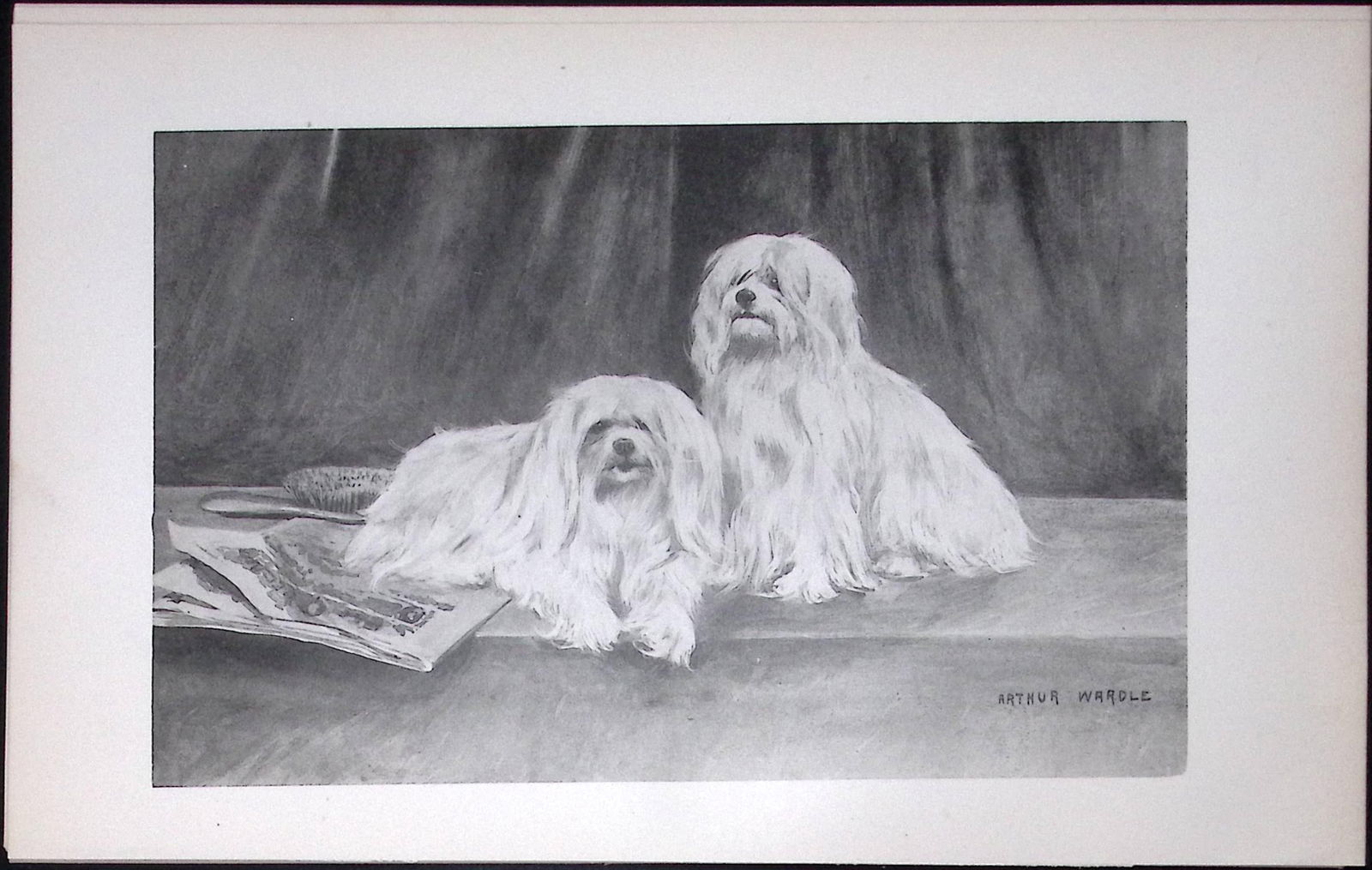 Maltese Antique Book Plate Rawdon Lee Modern Dogs 1894-18: Title: Maltese Antique Book Plate Rawdon Lee Modern Dogs 1894-18 Description: This Antique Book Plate Was Removed from an Edition of Modern Dogs by Rawdon Lee 1893.