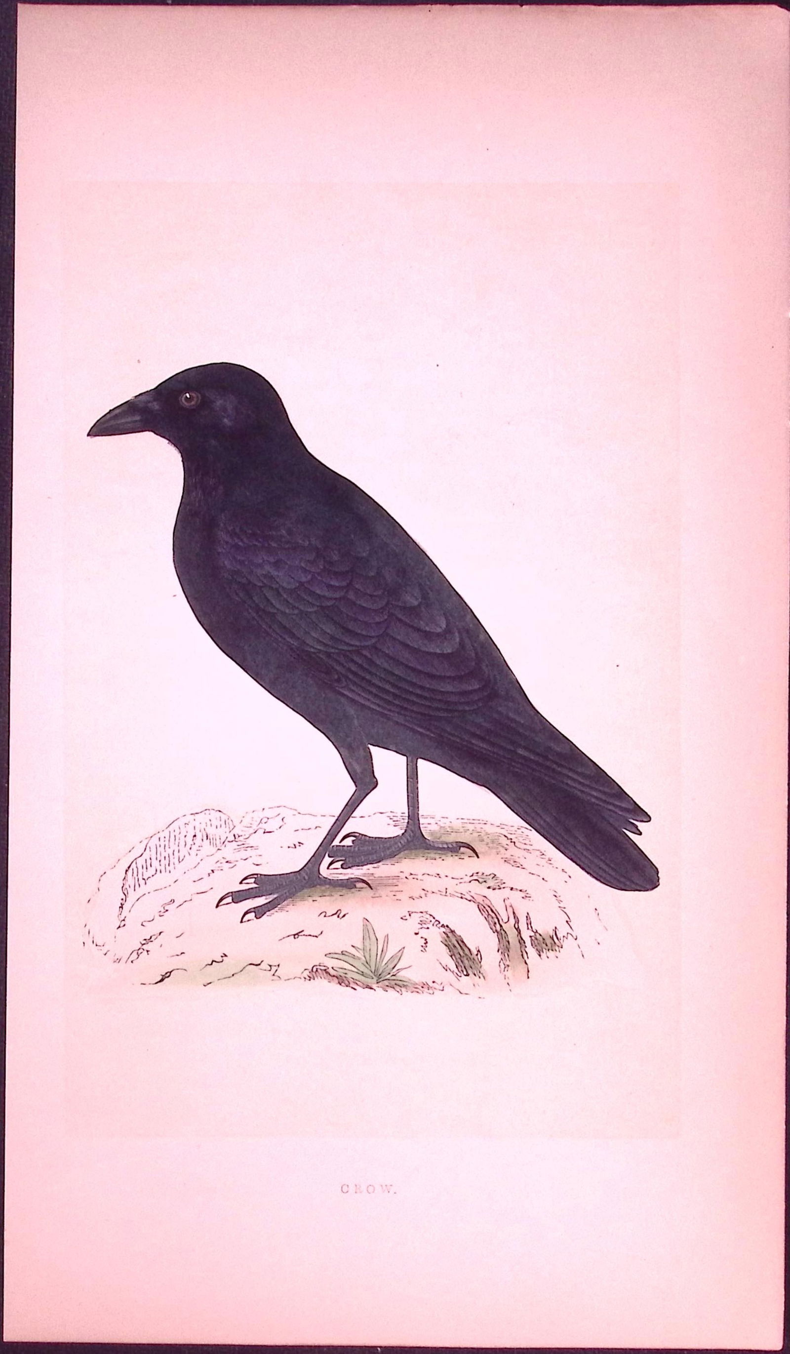 Crow Bird- Rev Morris First Edition Antique Woodblock Engraving-52: Title: Crow Bird- Rev Morris First Edition Antique Woodblock Engraving-52 Description: This Chromolithographic Woodblock Engraving Has Been Removed from a First Antique Edition of.