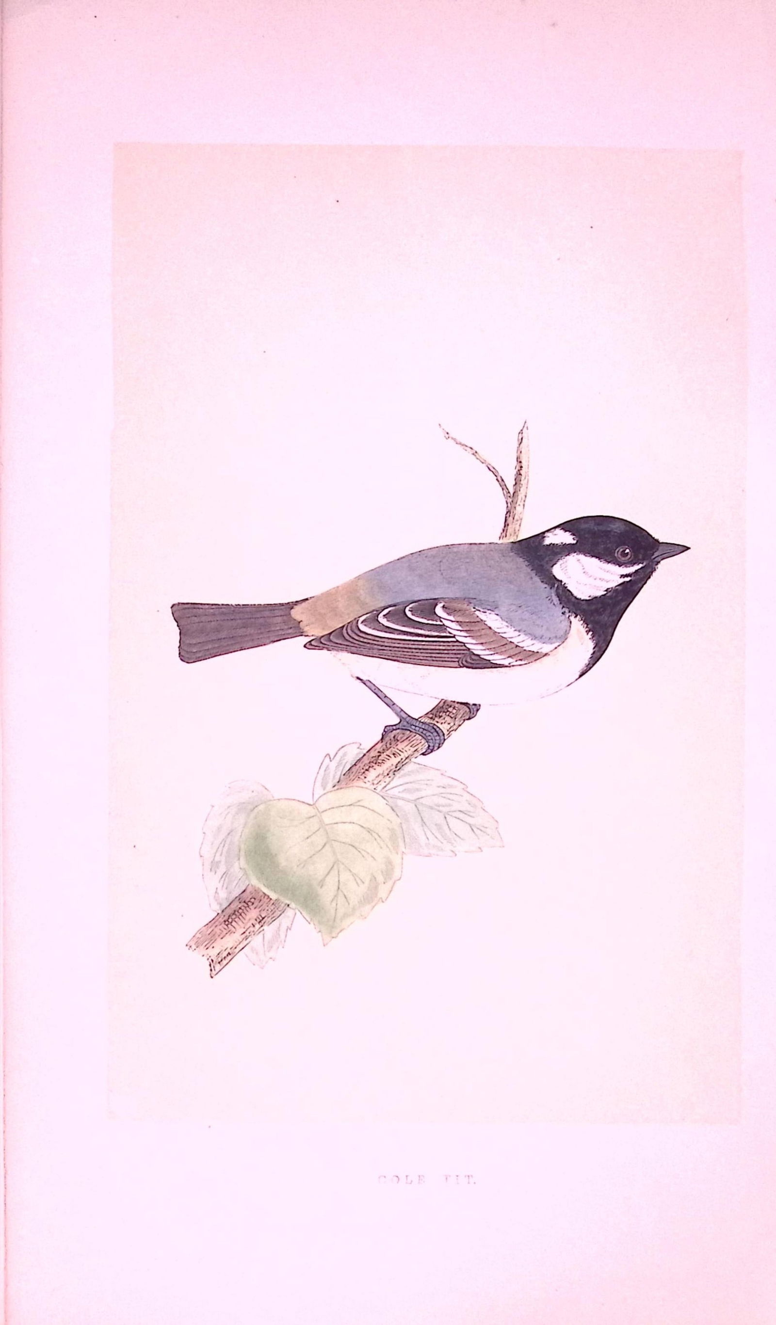 Cole-Tit Bird- Rev Morris First Edition Antique Woodblock Engraving-37: Title: Cole-Tit Bird- Rev Morris First Edition Antique Woodblock Engraving-37 Description: This Chromolithographic Woodblock Engraving Has Been Removed from a First Antique Edition o