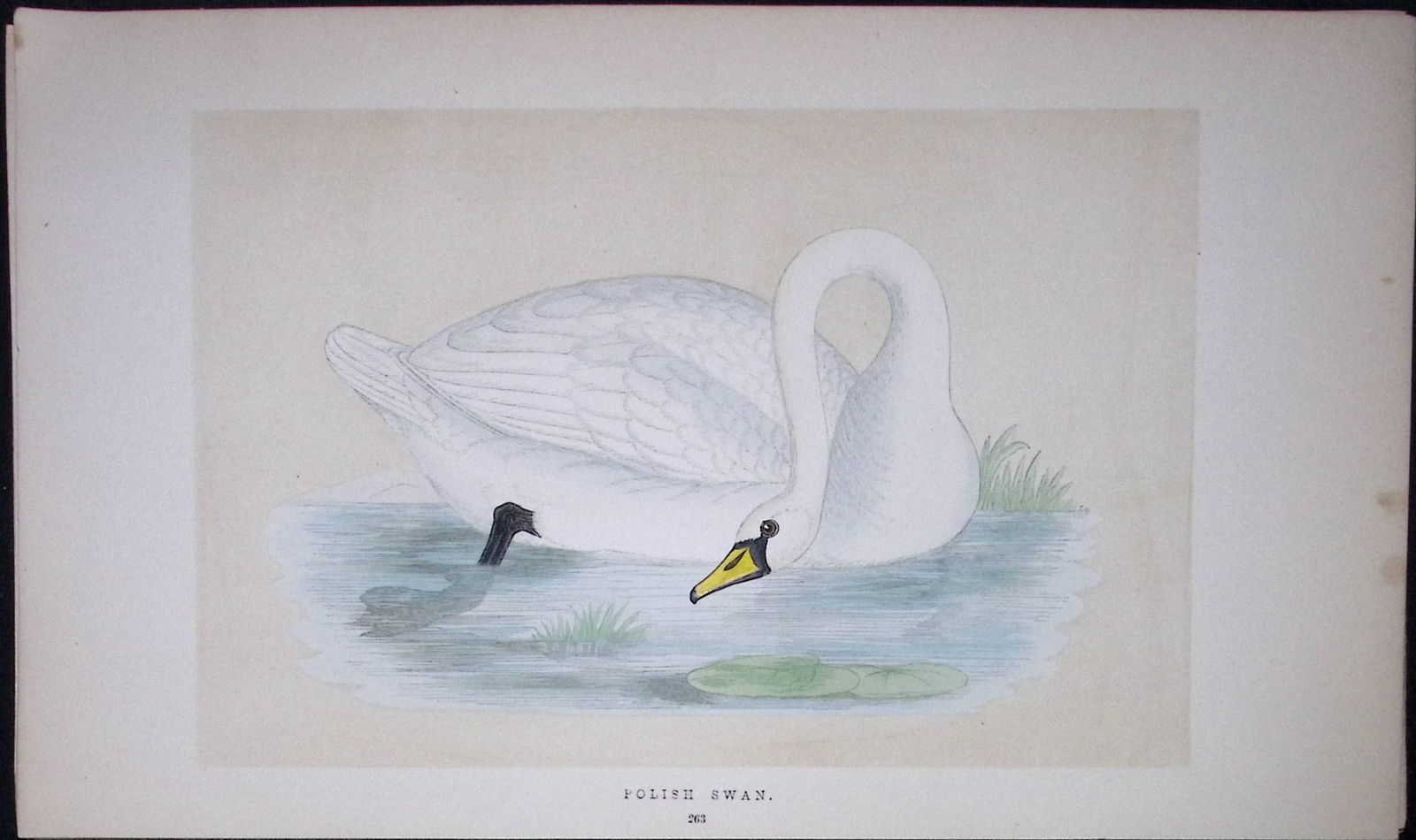 Polish Swan Bird- Rev Morris First Edition Antique Woodblock Engraving-82: Title: Polish Swan Bird- Rev Morris First Edition Antique Woodblock Engraving-82 Description: This Chromolithographic Woodblock Engraving Has Been Removed from a First Antique Edition of. Rev F