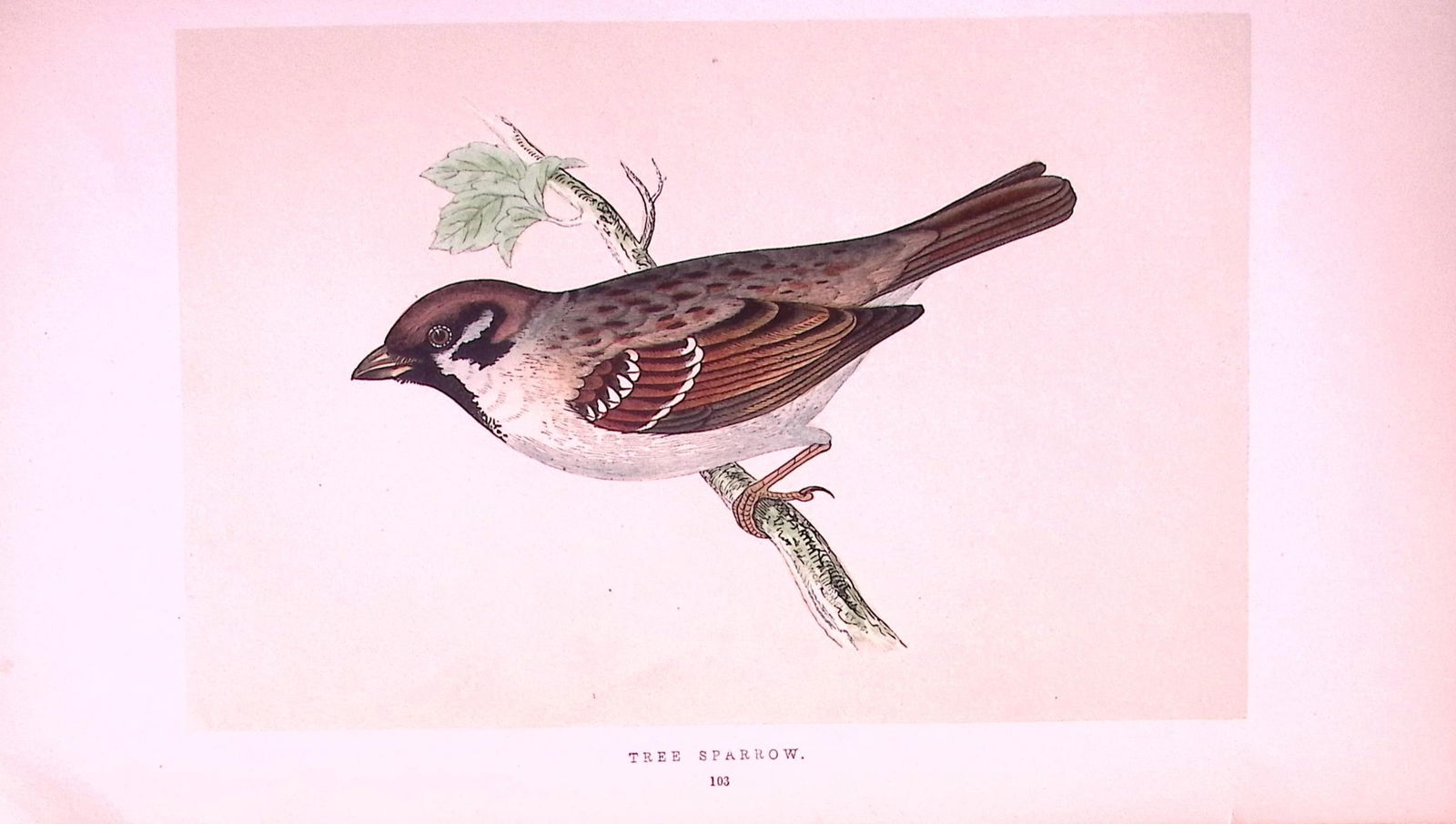 Tree Sparrow Rev Morris First Edition Antique Woodblock Engraving-157: Title: Tree Sparrow Rev Morris First Edition Antique Woodblock Engraving-157 Description: This Chromolithographic Woodblock Engraving Has Been Removed from a First Antique Edition of