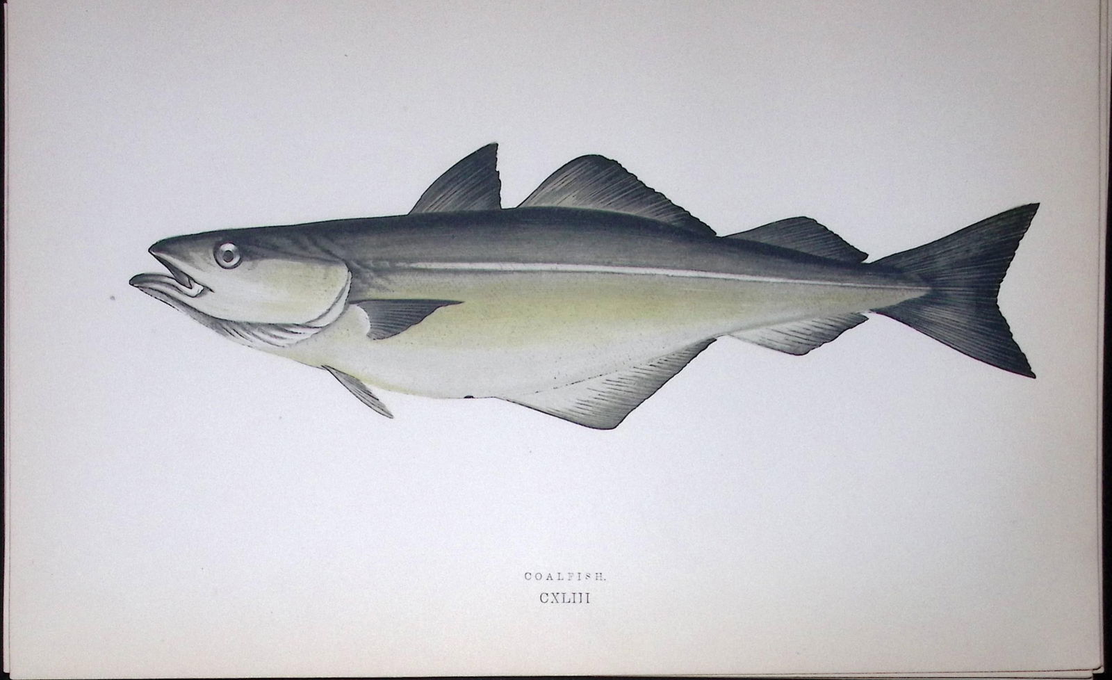 Coalfish Fish Scarce Antique 1877 J. Couch Woodblock Engraving-84: Title: Coalfish Fish Scarce Antique 1877 J. Couch Woodblock Engraving-84 Description: This Antique Original Coloured Woodblock Engraving Was Removed from An Edition of.