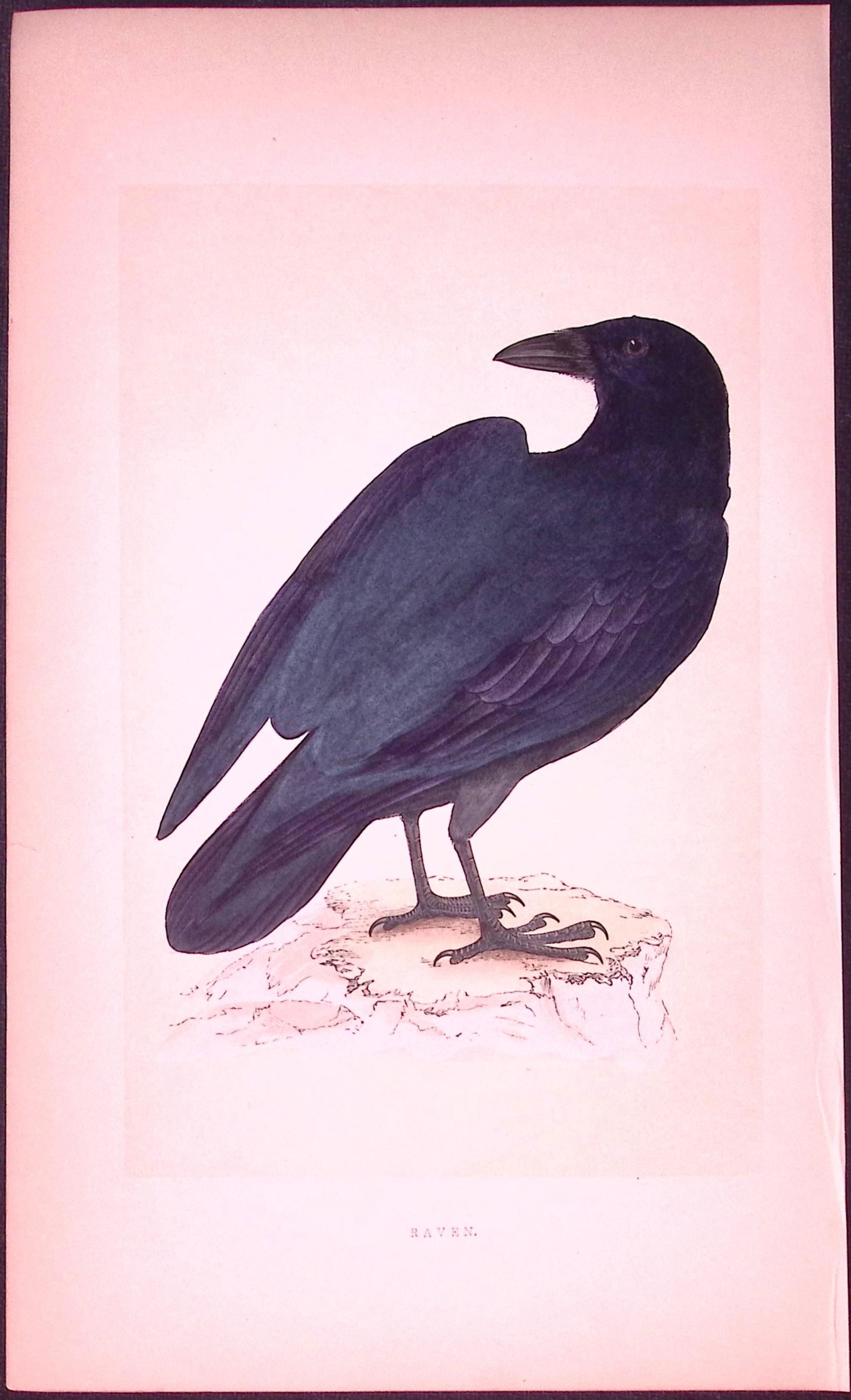 Raven Bird- Rev Morris First Edition Antique Woodblock Engraving-51: Title: Raven Bird- Rev Morris First Edition Antique Woodblock Engraving-51 Description: This Chromolithographic Woodblock Engraving Has Been Removed from a First Antique Edition of. Rev F O