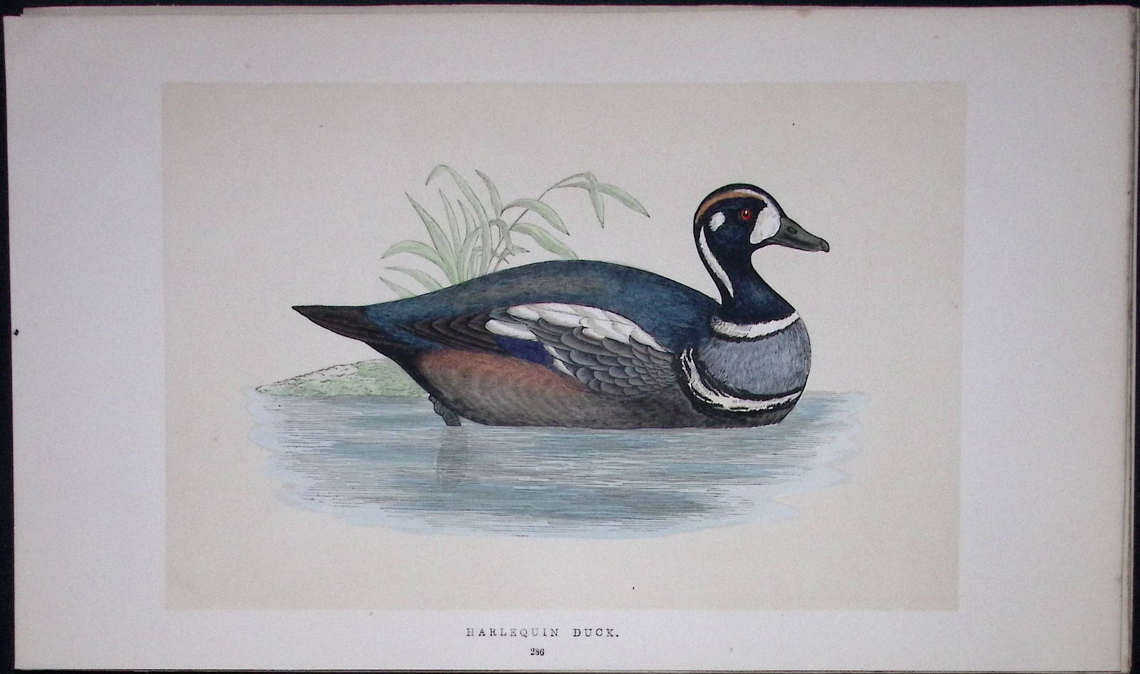 Harlequin Duck Bird- Rev Morris First Edition Antique Woodblock Engraving-111: Title: Harlequin Duck Bird- Rev Morris First Edition Antique Woodblock Engraving-111 Description: This Chromolithographic Woodblock Engraving Has Been Removed from a First Antique Ed