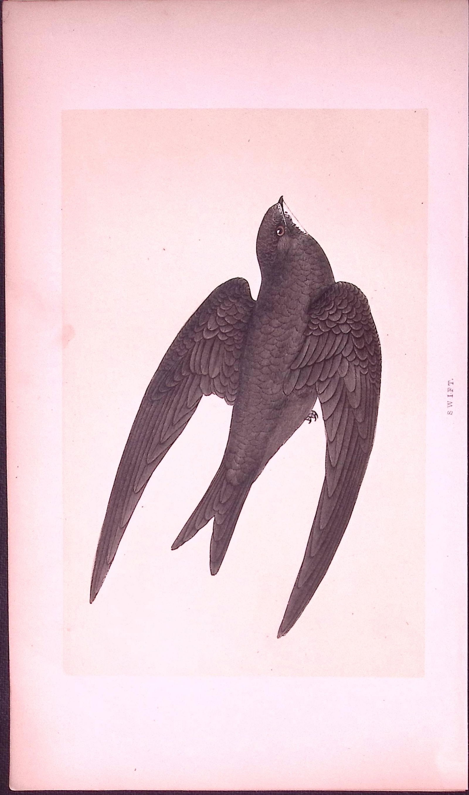 Swift Bird- Rev Morris First Edition Antique Woodblock Engraving-127: Title: Swift Bird- Rev Morris First Edition Antique Woodblock Engraving-127 Description: This Chromolithographic Woodblock Engraving Has Been Removed from a First Antique Edition of.