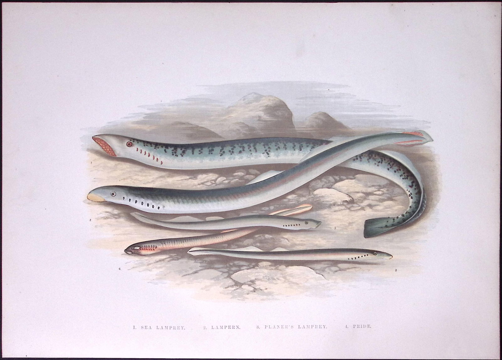 Species of Sea Lampreys Rev Houghton British Freshwater Fish 1879 Scarce Wood Engraving.1: Title: Species of Sea Lampreys Rev Houghton British Freshwater Fish 1879 Scarce Wood Engraving.1 Description: This First Edition Wood Engraving Print Was Removed from an Antique Edit