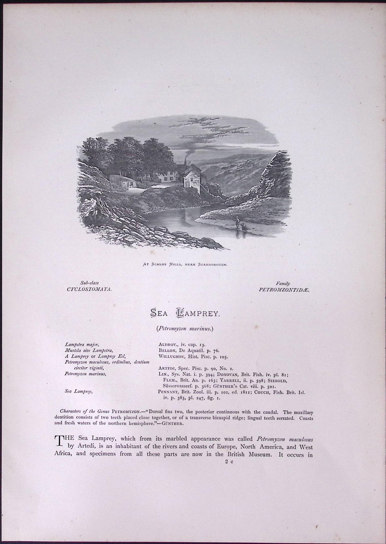 Species of Sea Lampreys Rev Houghton British Freshwater Fish 1879 Scarce Wood Engraving.1 - 2