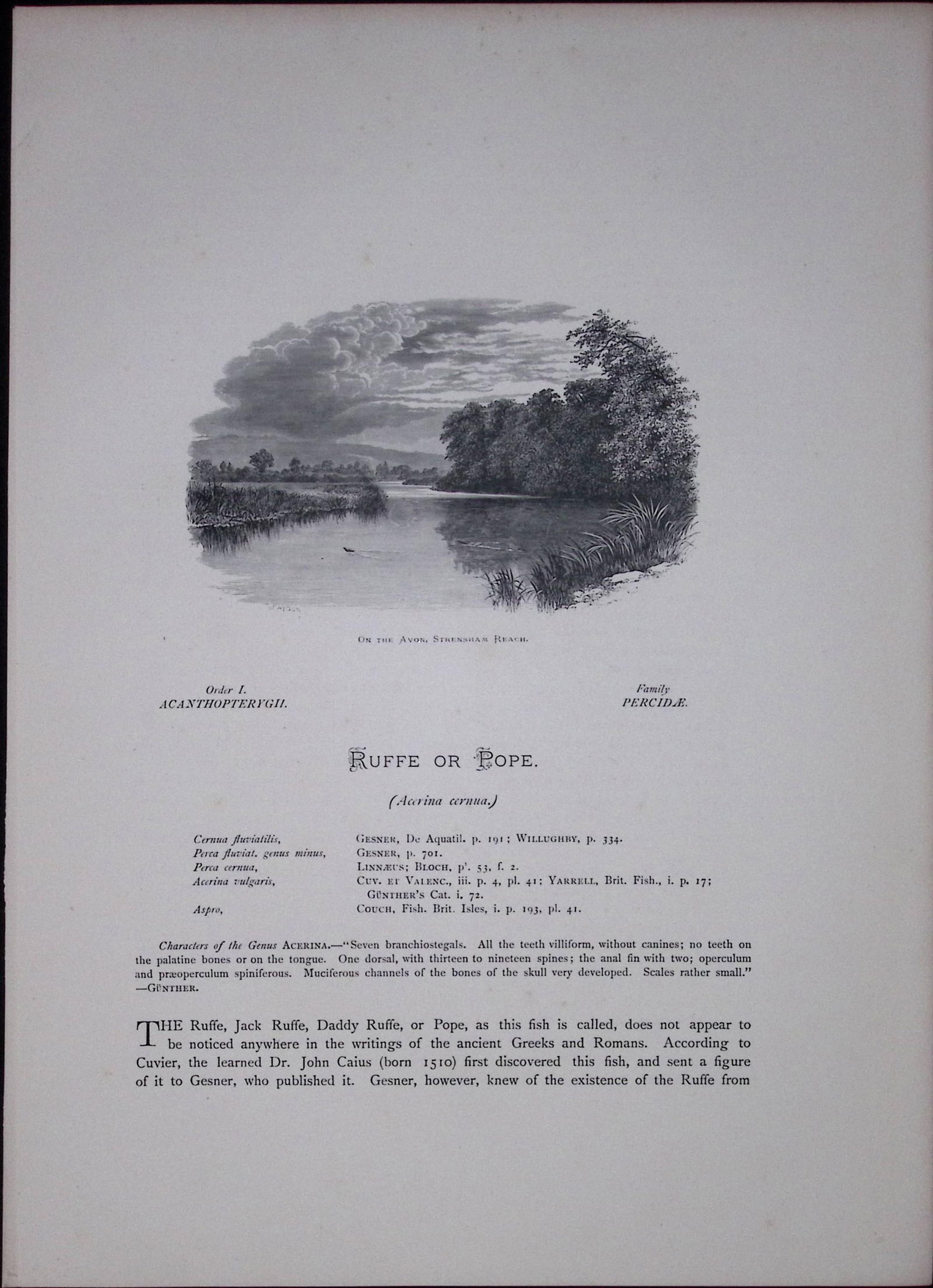 Ruffe & Millar’s Thumb Rev Houghton British Freshwater Fish 1879 Scarce Engraving-40 - 2