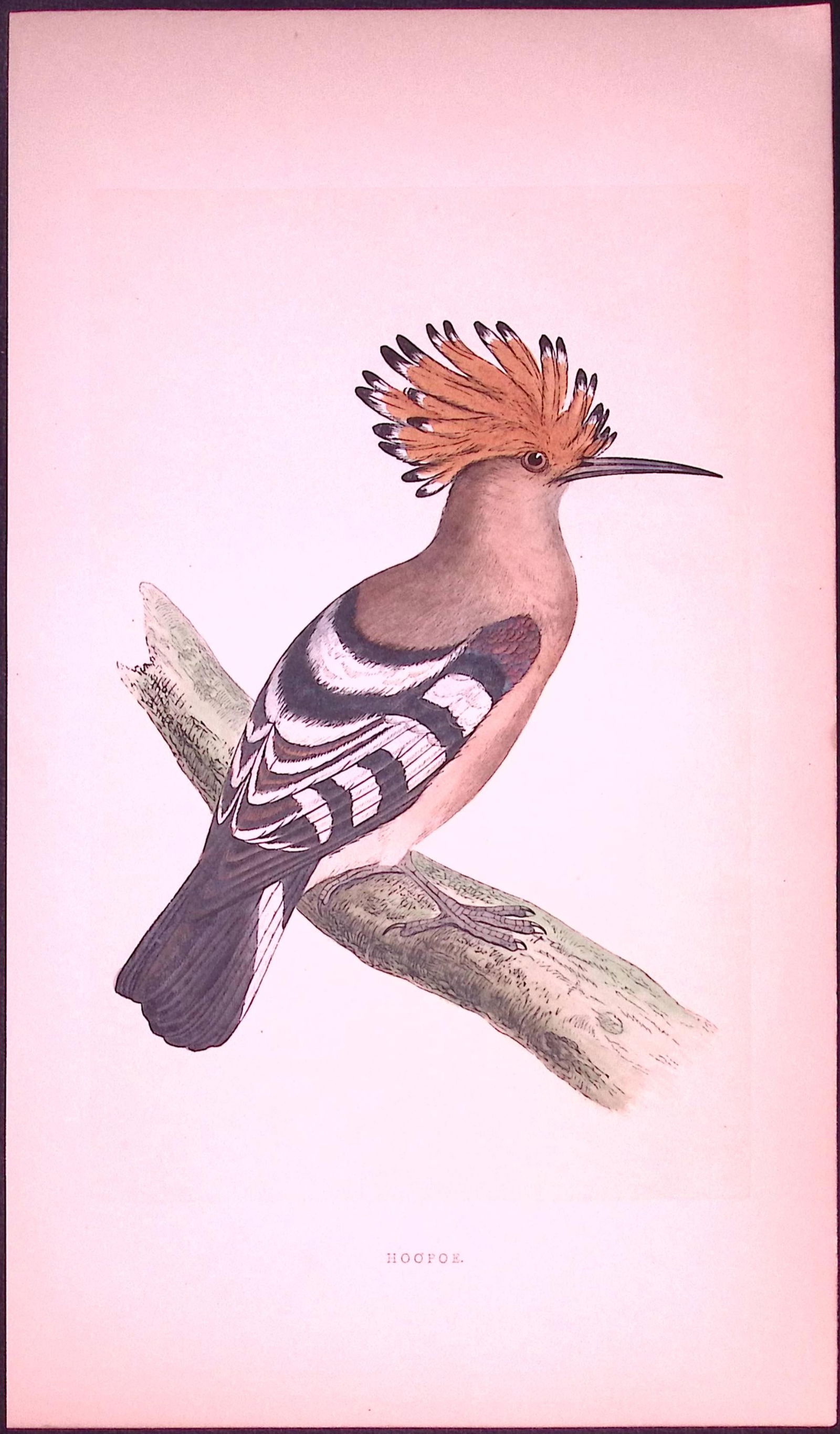 Hoopoe Bird- Rev Morris First Edition Antique Woodblock Engraving-49: Title: Hoopoe Bird- Rev Morris First Edition Antique Woodblock Engraving-49 Description: This Chromolithographic Woodblock Engraving Has Been Removed from a First Antique Edition of.