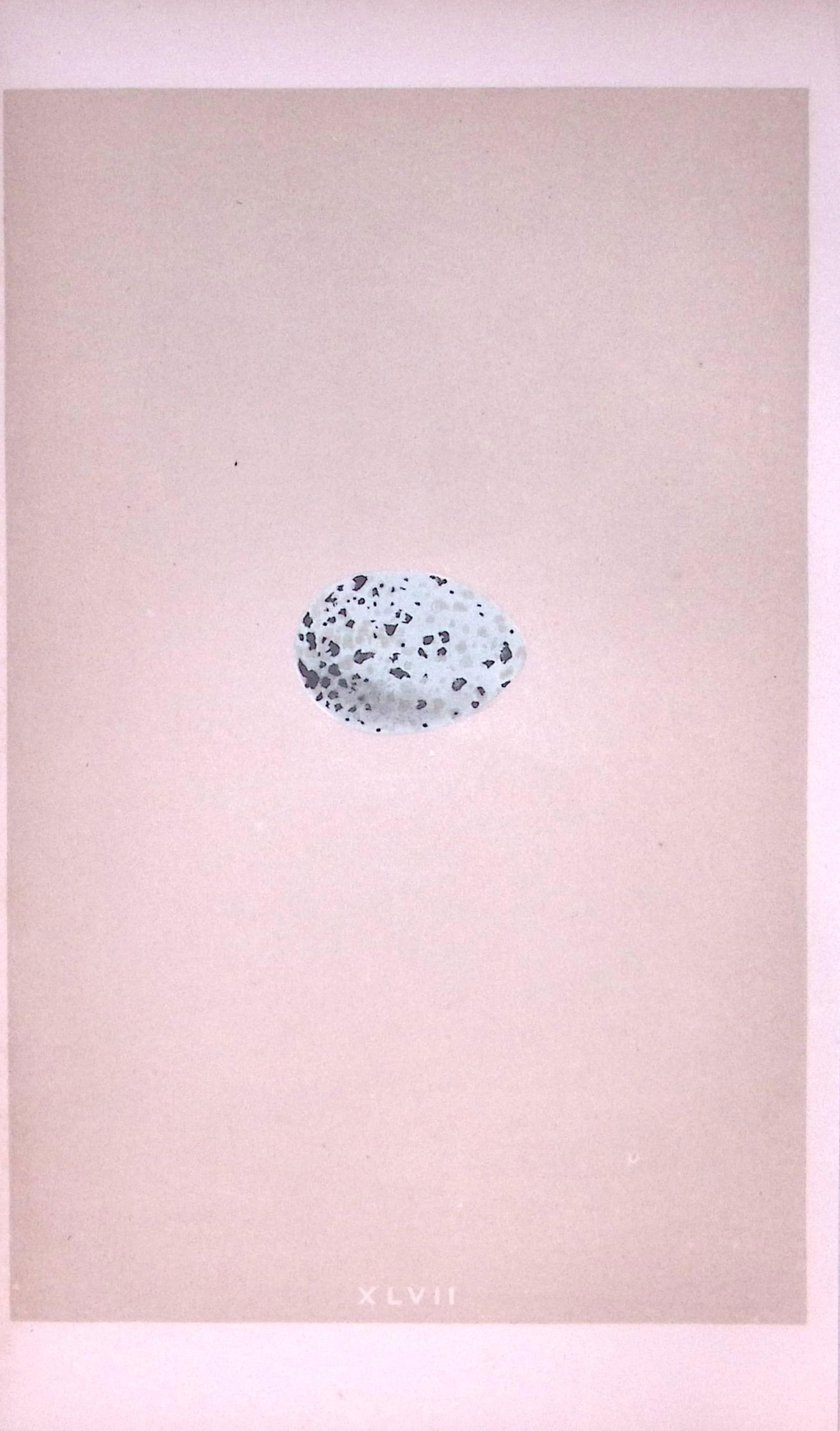 Jackdaw Bird Egg- Rev Morris First Edition Antique Woodblock Engraving-15: Title: Jackdaw Bird Egg- Rev Morris First Edition Antique Woodblock Engraving-15 Description: This Chromolithographic Woodblock Engraving Has Been Removed from a First Antique Edition of. Rev F