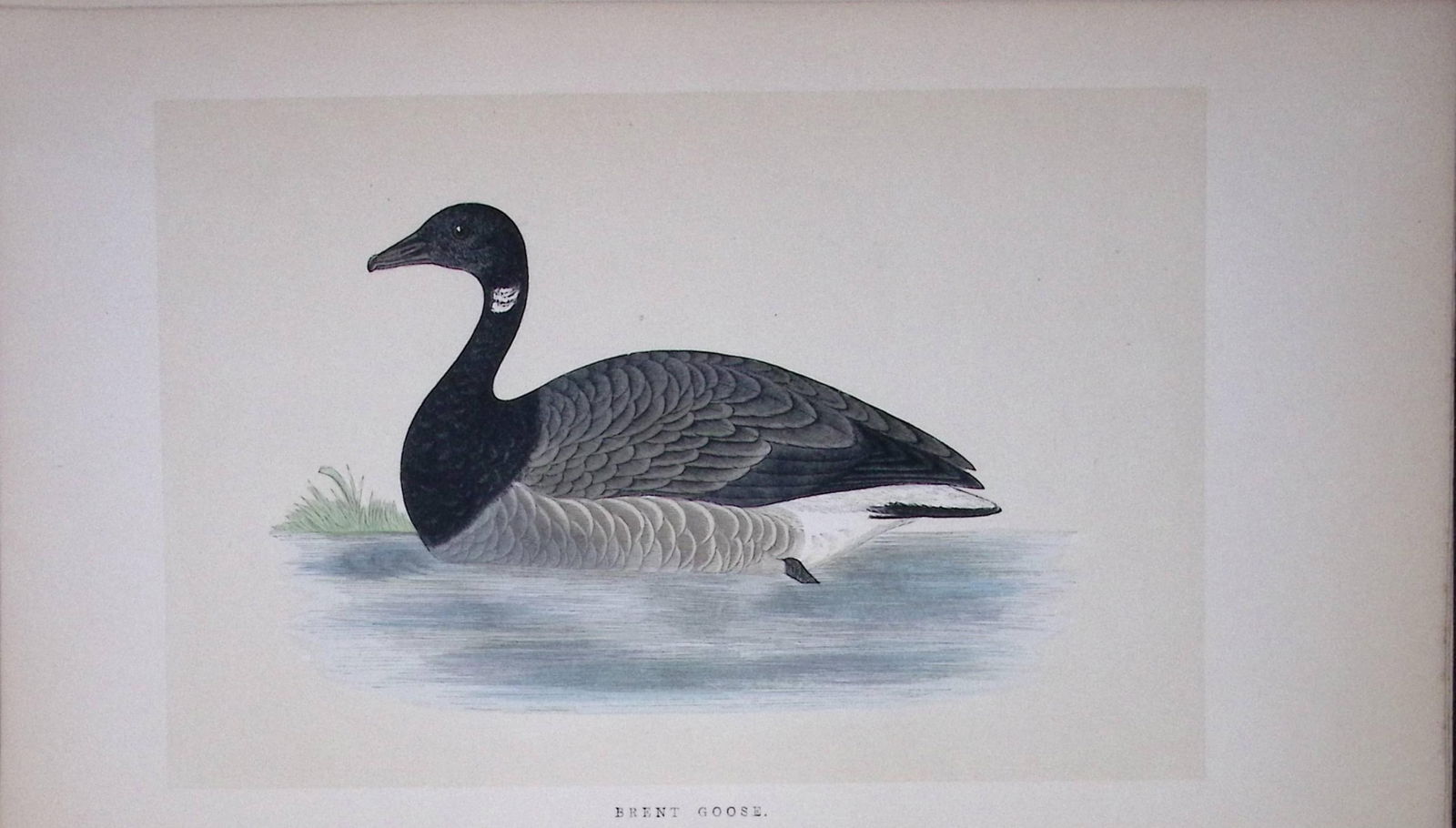 Brent Goose Bird- Rev Morris First Edition Antique Woodblock Engraving-74: Title: Brent Goose Bird- Rev Morris First Edition Antique Woodblock Engraving-74 Description: This Chromolithographic Woodblock Engraving Has Been Removed from a First Antique Editio