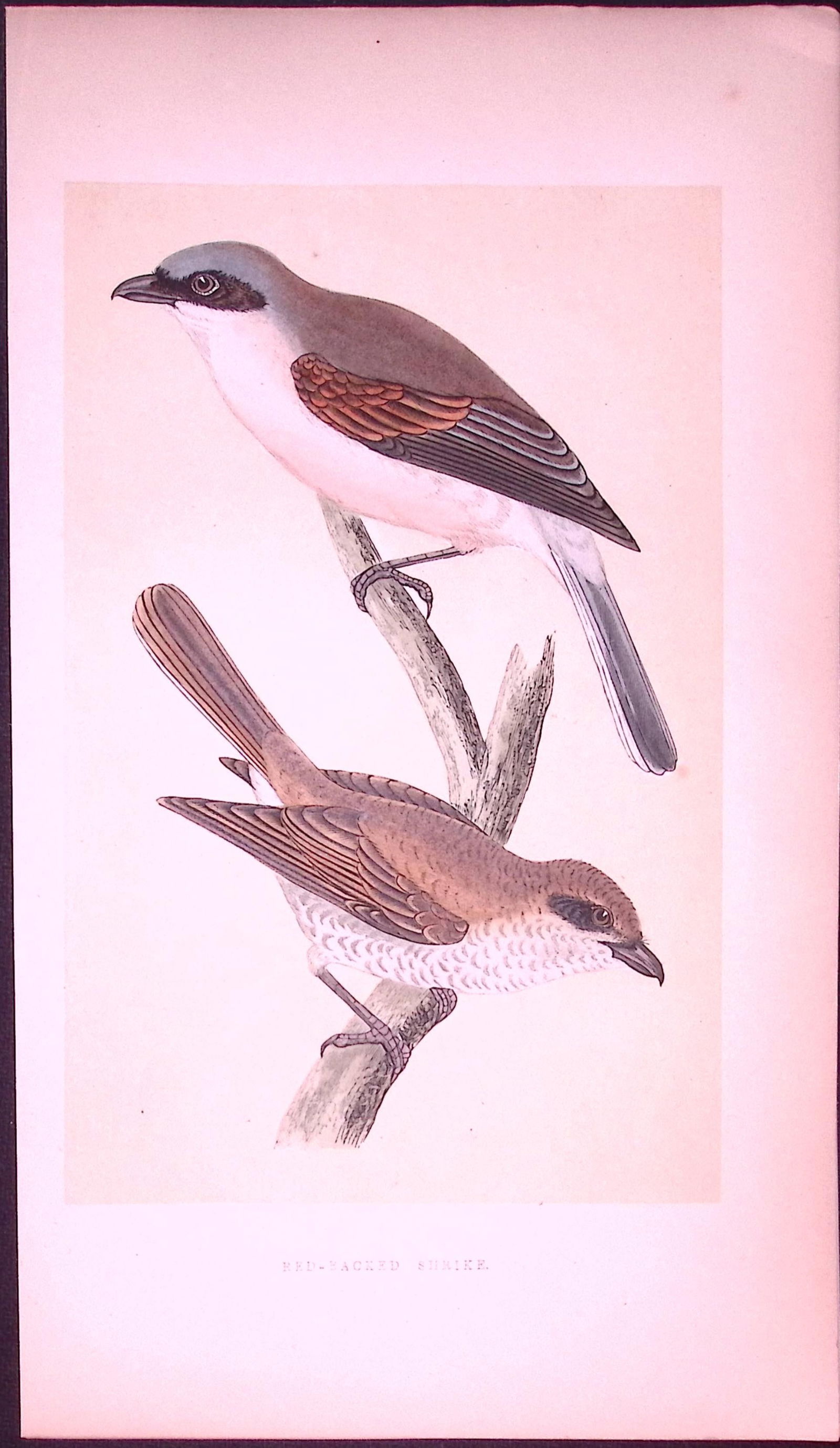 Red- Backed Shrike Bird- Rev Morris First Edition Antique Woodblock Engraving-34: Title: Red- Backed Shrike Bird- Rev Morris First Edition Antique Woodblock Engraving-34 Description: This Chromolithographic Woodblock Engraving Has Been Removed from a First Antique