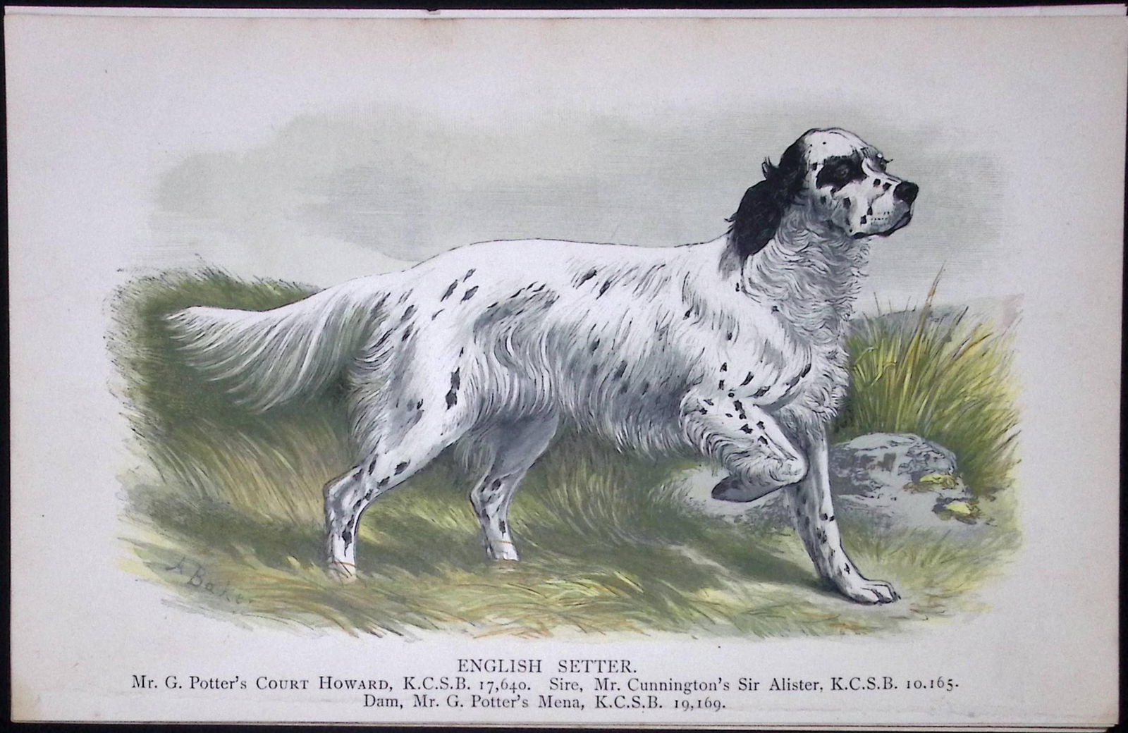 English Setter British Dogs by Hugh Dalziel 1889 Antique Coloured Book Plate-4: Title: English Setter British Dogs by Hugh Dalziel 1889 Antique Coloured Book Plate-4 Description: This Antique Book Plate Was Removed from a Edition of British Dogs by Hugh Dalziel