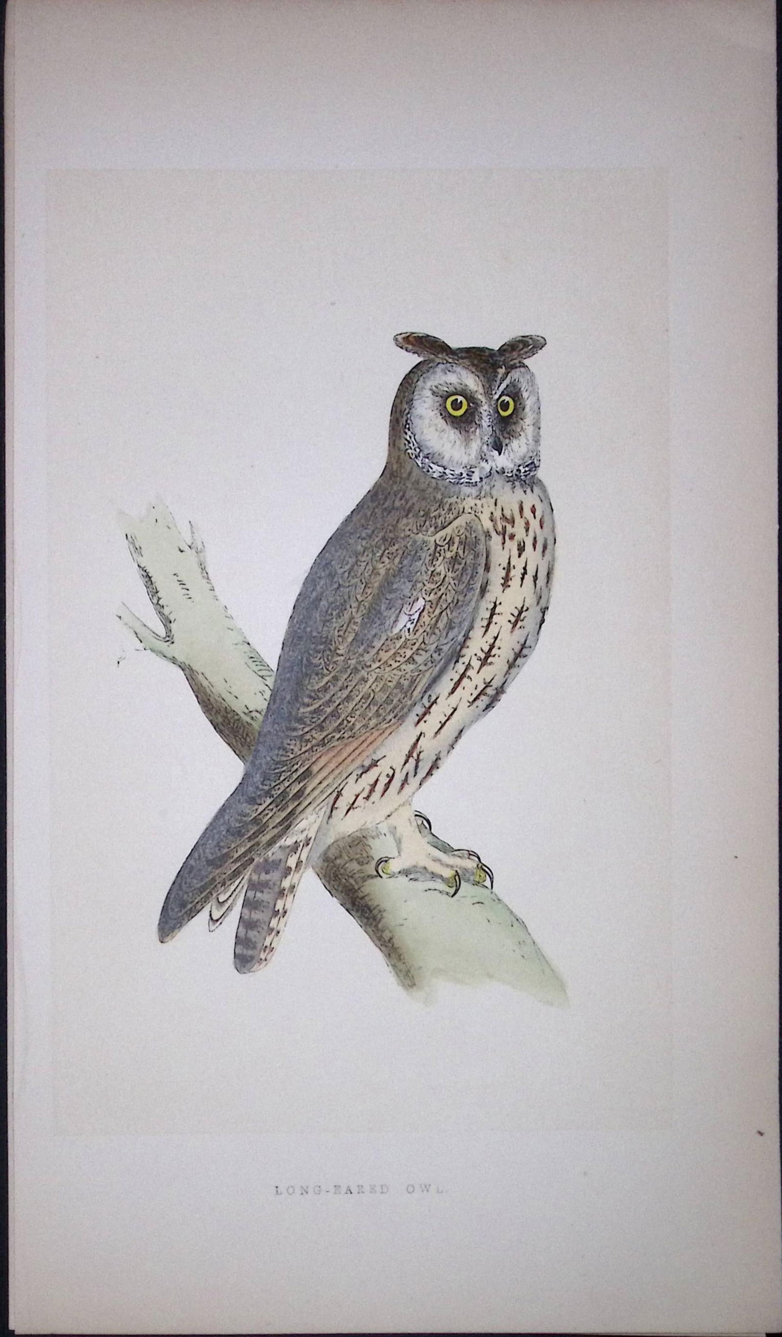 Long-Eared Owl Bird- Rev Morris First Edition Antique Woodblock Engraving-24: Title: Long-Eared Owl Bird- Rev Morris First Edition Antique Woodblock Engraving-24 Description: This Chromolithographic Woodblock Engraving Has Been Removed from a First Antique Edi