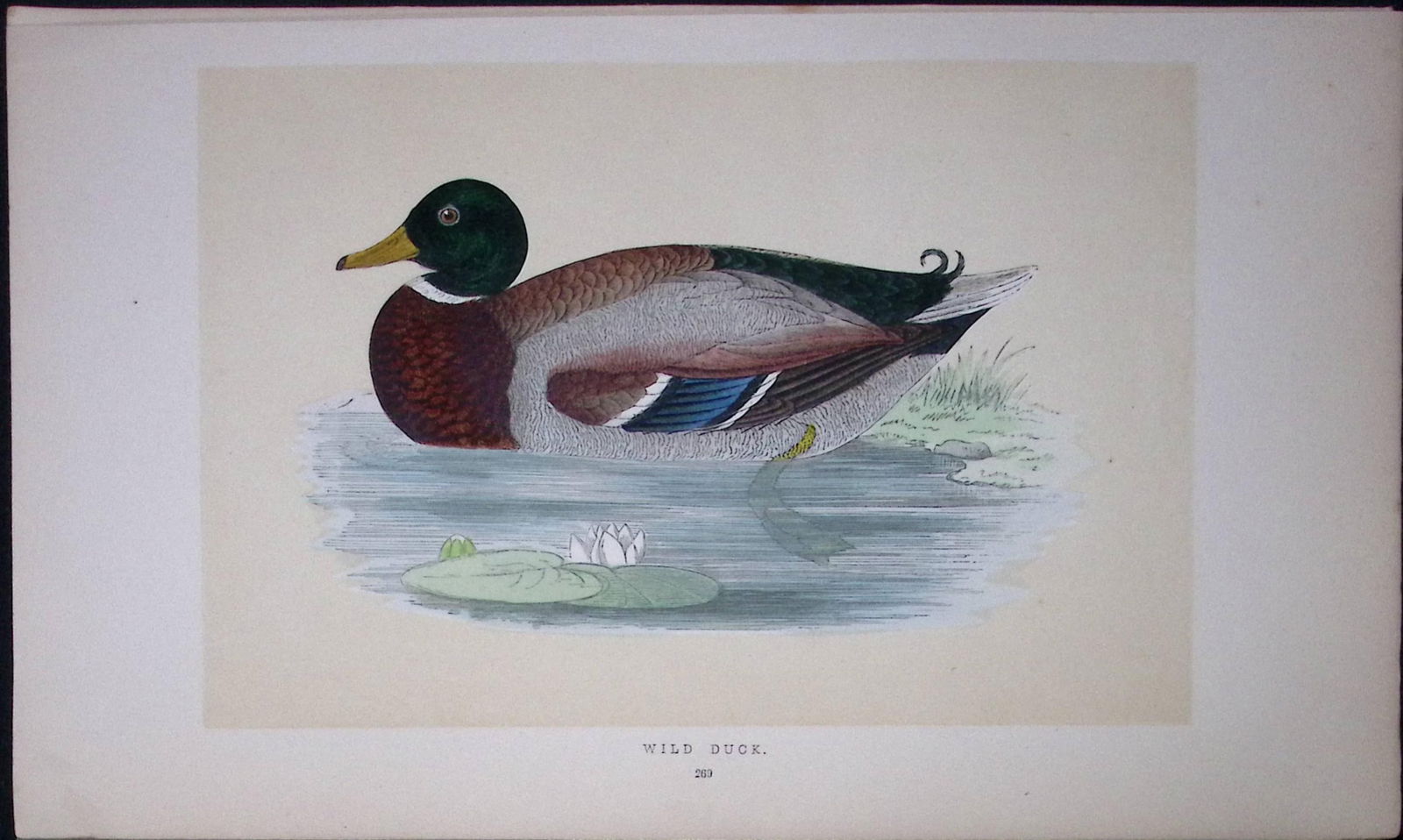 Wild Duck Bird- Rev Morris First Edition Antique Woodblock Engraving-88: Title: Wild Duck Bird- Rev Morris First Edition Antique Woodblock Engraving-88 Description: This Chromolithographic Woodblock Engraving Has Been Removed from a First Antique Edition