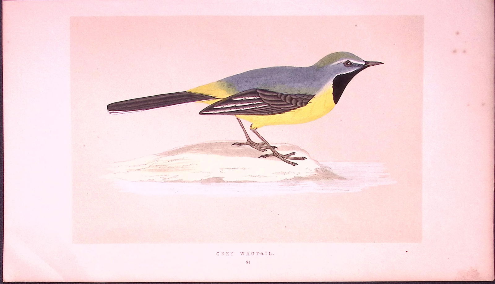 Grey Wagtail Bird- Rev Morris First Edition Antique Woodblock Engraving-135: Title: Grey Wagtail Bird- Rev Morris First Edition Antique Woodblock Engraving-135 Description: This Chromolithographic Woodblock Engraving Has Been Removed from a First Antique Edit