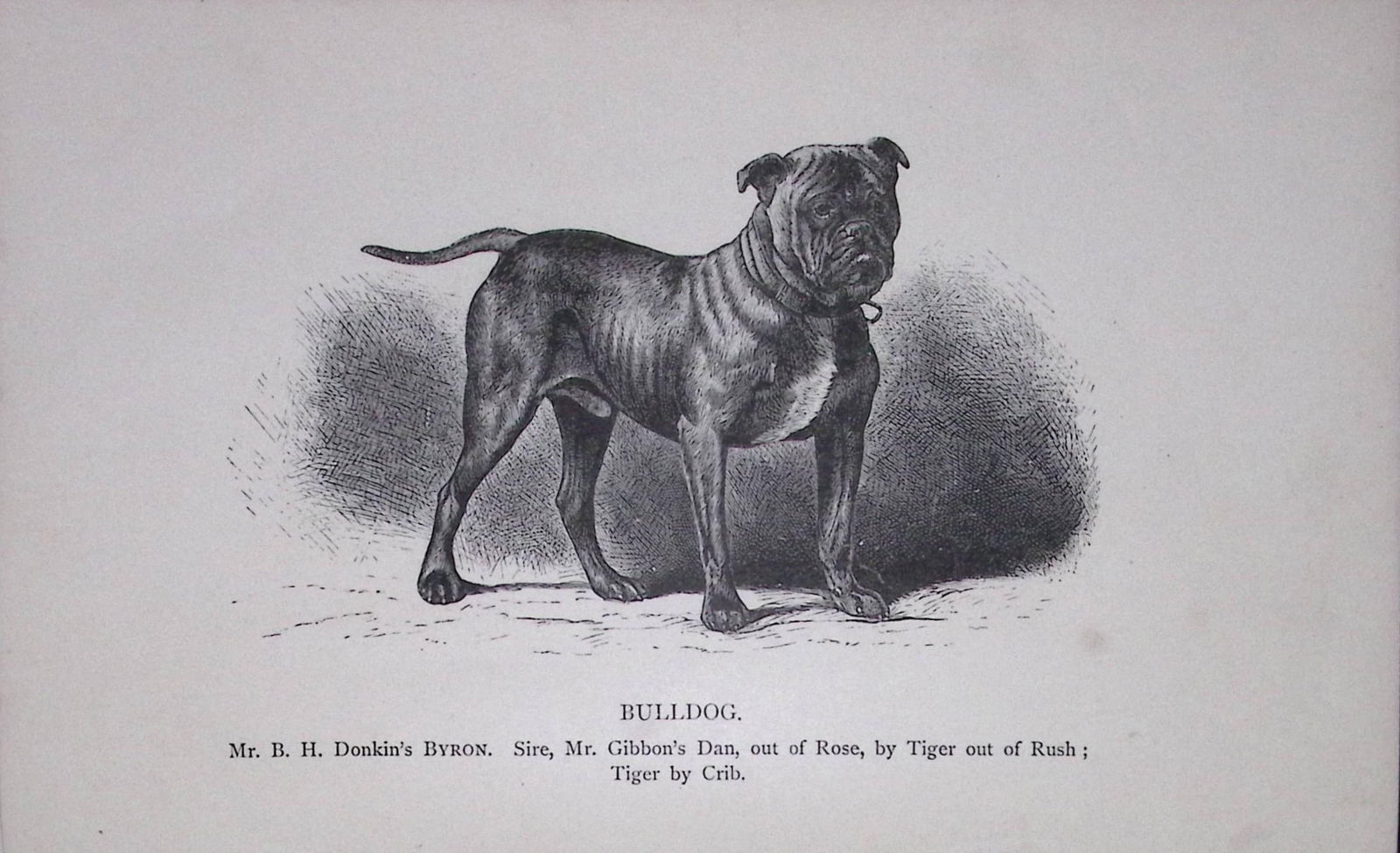 Bulldog British Dogs by Hugh Dalziel 1889 Antique Book Plate-43: Title: Bulldog British Dogs by Hugh Dalziel 1889 Antique Book Plate-43 Description: This Antique Book Plate Was Removed from a Edition of British Dogs by Hugh Dalziel 1889. </