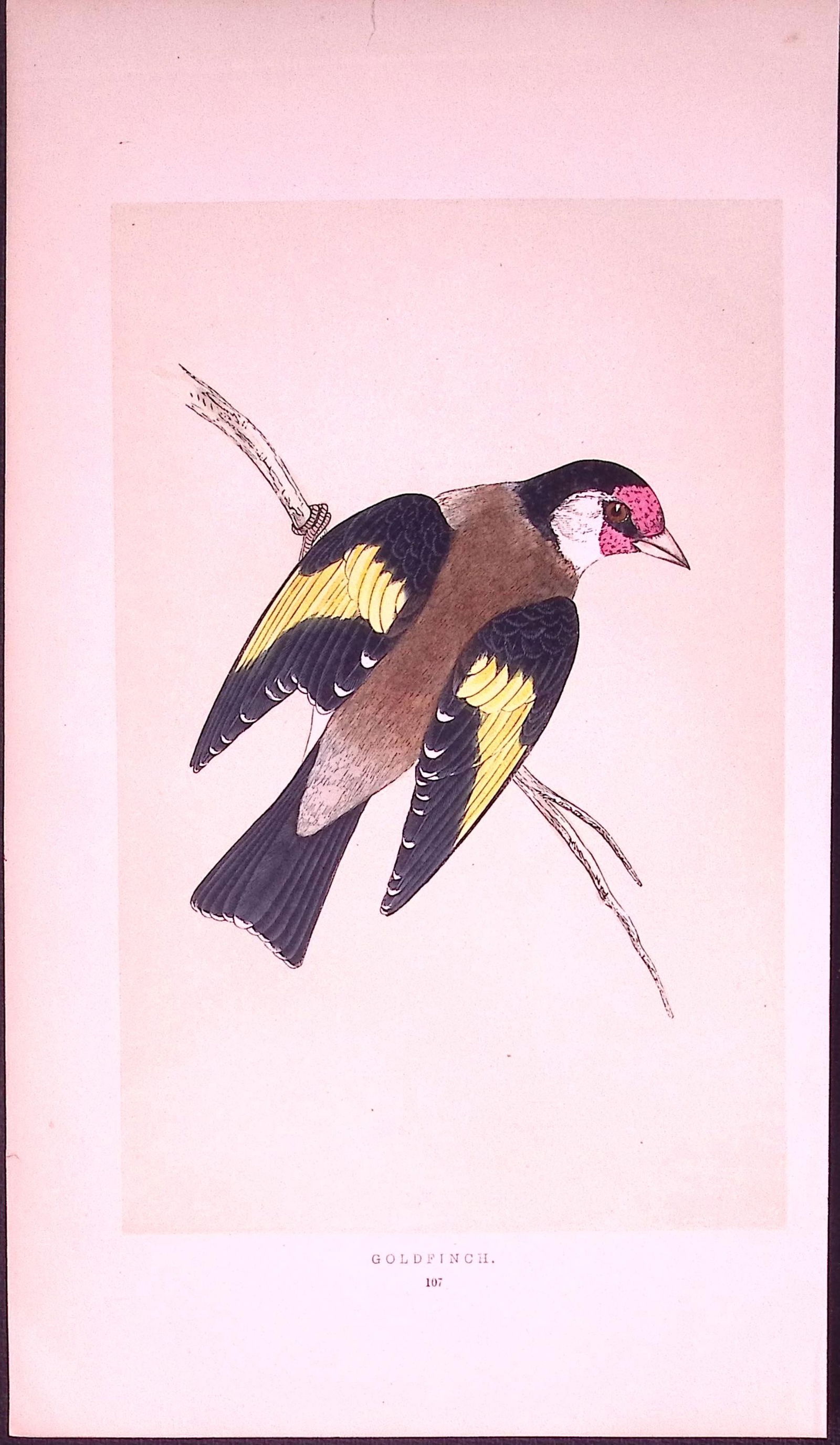 Goldfinch Rev Morris First Edition Antique Woodblock Engraving-161: Title: Goldfinch Rev Morris First Edition Antique Woodblock Engraving-161 Description: This Chromolithographic Woodblock Engraving Has Been Removed from a First Antique Edition of.