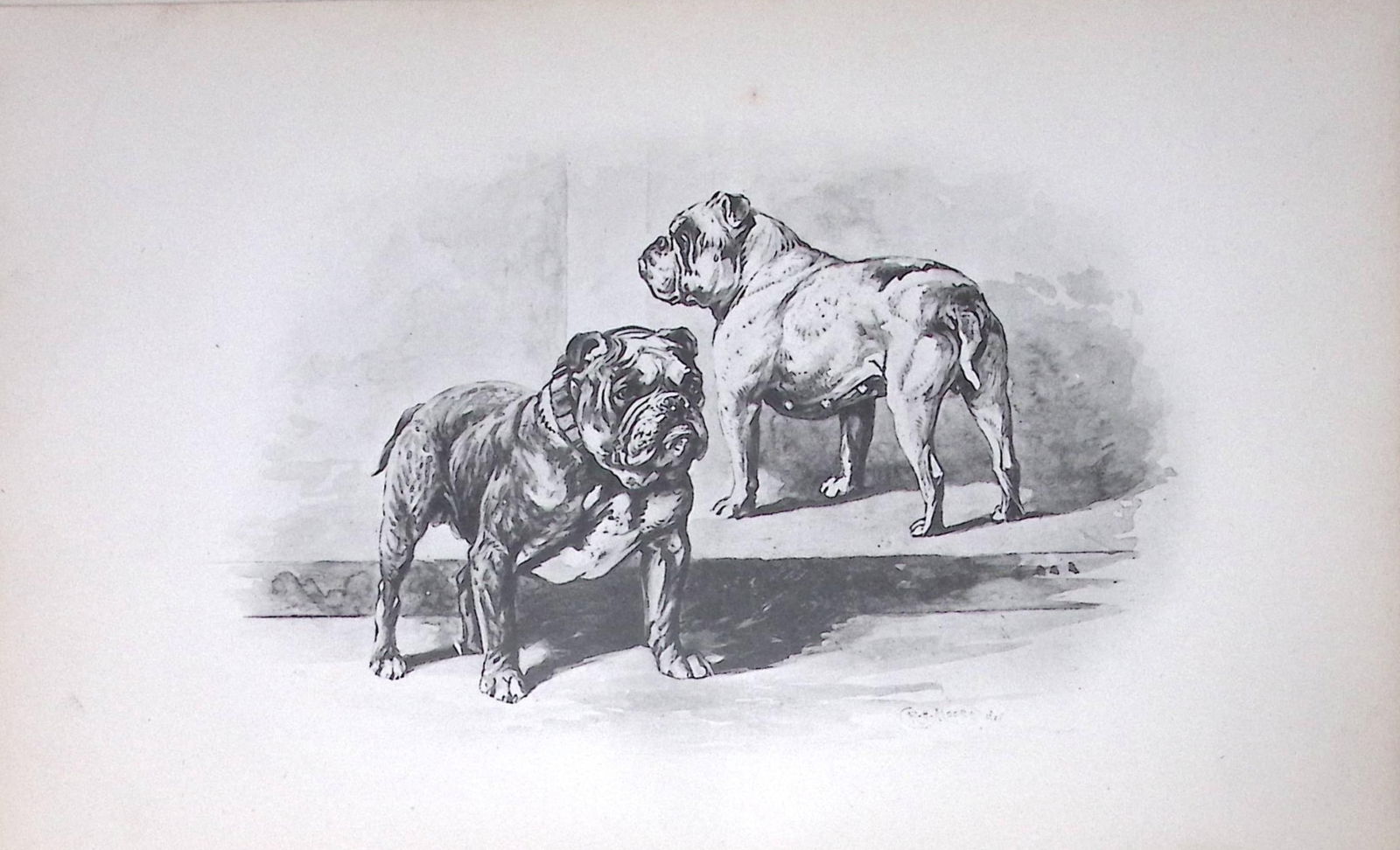 Bulldogs Antique Book Plate Rawdon Lee Modern Dogs 1894-12: Title: Bulldogs Antique Book Plate Rawdon Lee Modern Dogs 1894-12 Description: This Antique Book Plate Was Removed from an Edition of Modern Dogs by Rawdon Lee 1893. Each Print Measures Approx