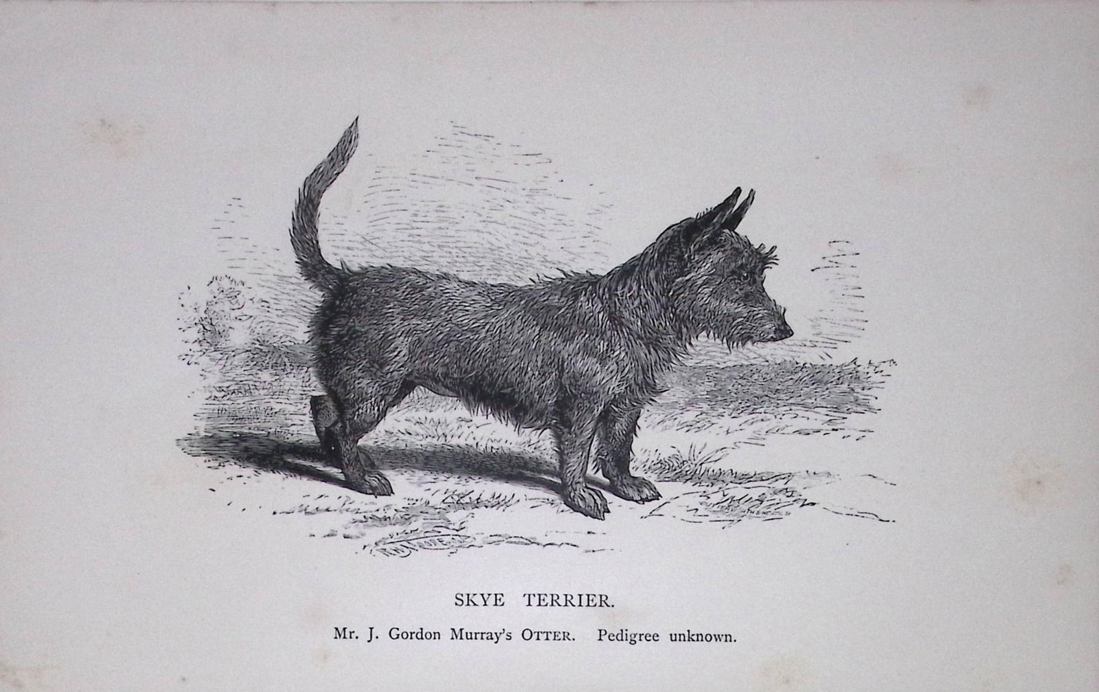 Skye Terrier British Dogs by Hugh Dalziel 1889 Antique Book Plate-61: Title: Skye Terrier British Dogs by Hugh Dalziel 1889 Antique Book Plate-61 Description: This Antique Book Plate Was Removed from a Edition of British Dogs by Hugh Dalziel 1889. <