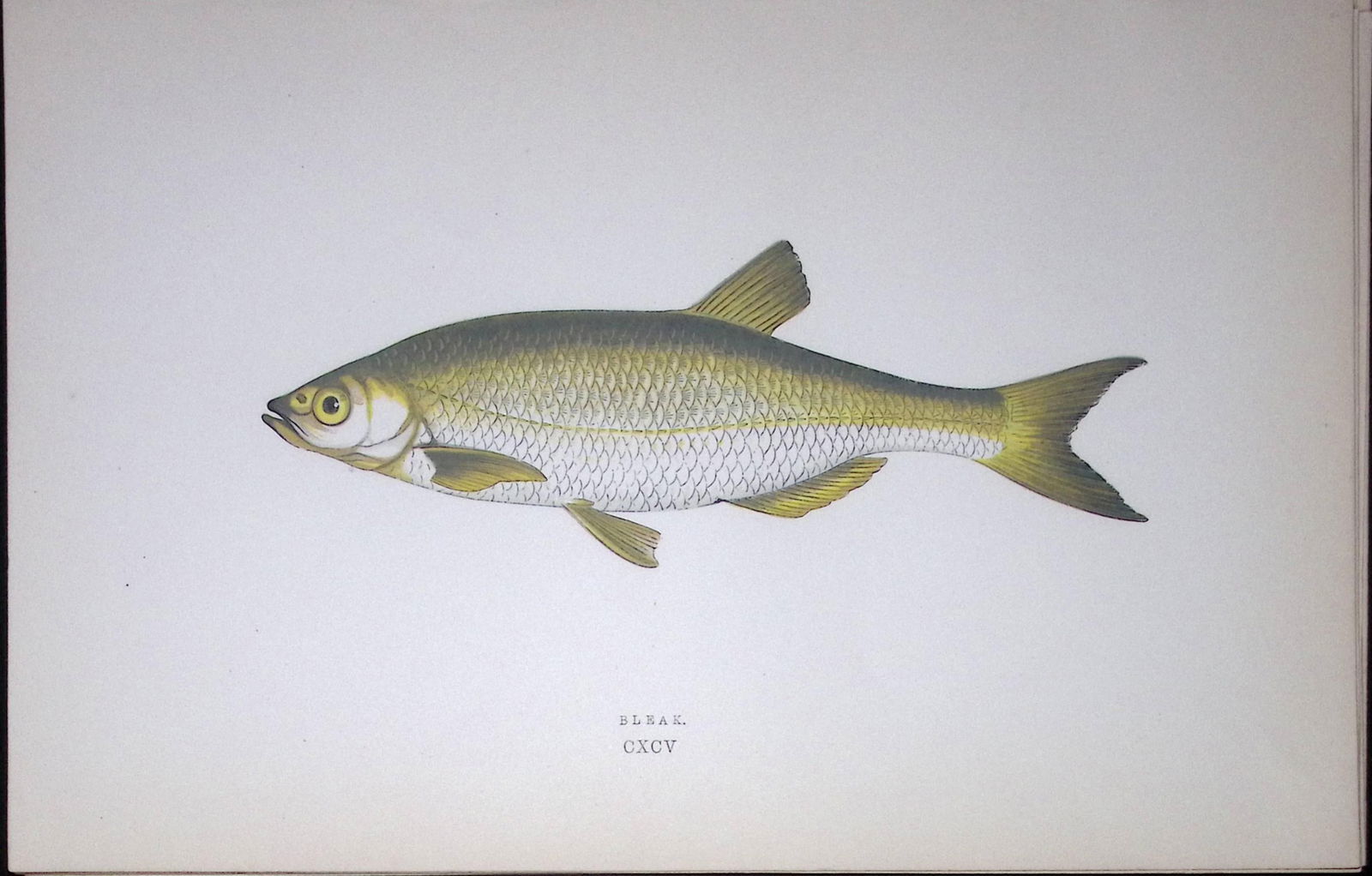 Bleak Fish Scarce Antique 1877 J. Couch Woodblock Engraving-132: Title: Bleak Fish Scarce Antique 1877 J. Couch Woodblock Engraving-132 Description: This Antique Original Coloured Woodblock Engraving Was Removed from An Edition of.