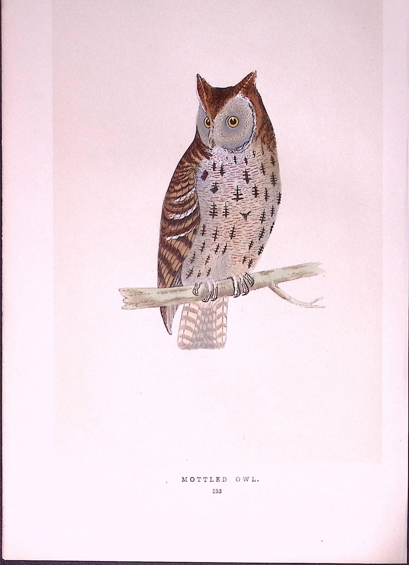Mottled Owl Bird- Rev Morris First Edition Antique Woodblock Engraving-32a: Title: Mottled Owl Bird- Rev Morris First Edition Antique Woodblock Engraving-32a Description: This Chromolithographic Woodblock Engraving Has Been Removed from a First Antique Editi