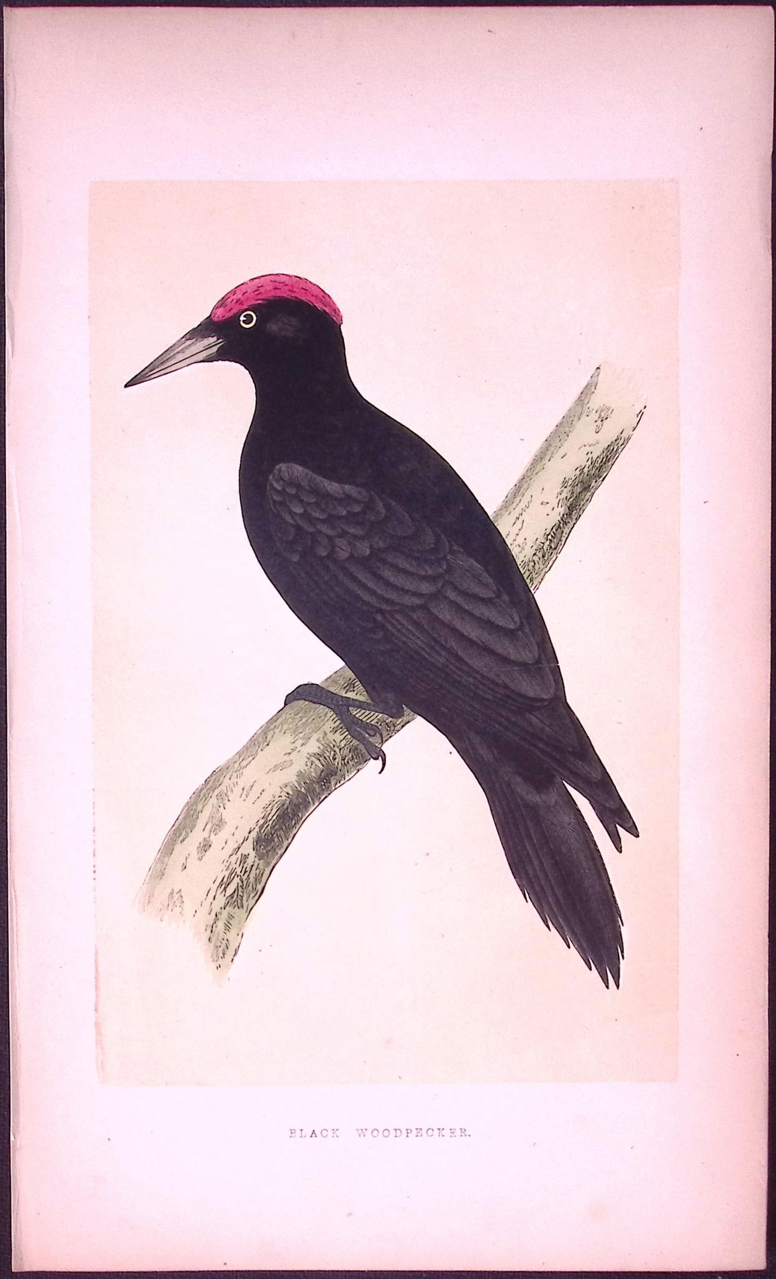 Black Woodpecker Bird- Rev Morris First Edition Antique Woodblock Engraving-117: Title: Black Woodpecker Bird- Rev Morris First Edition Antique Woodblock Engraving-117 Description: This Chromolithographic Woodblock Engraving Has Been Removed from a First Antique