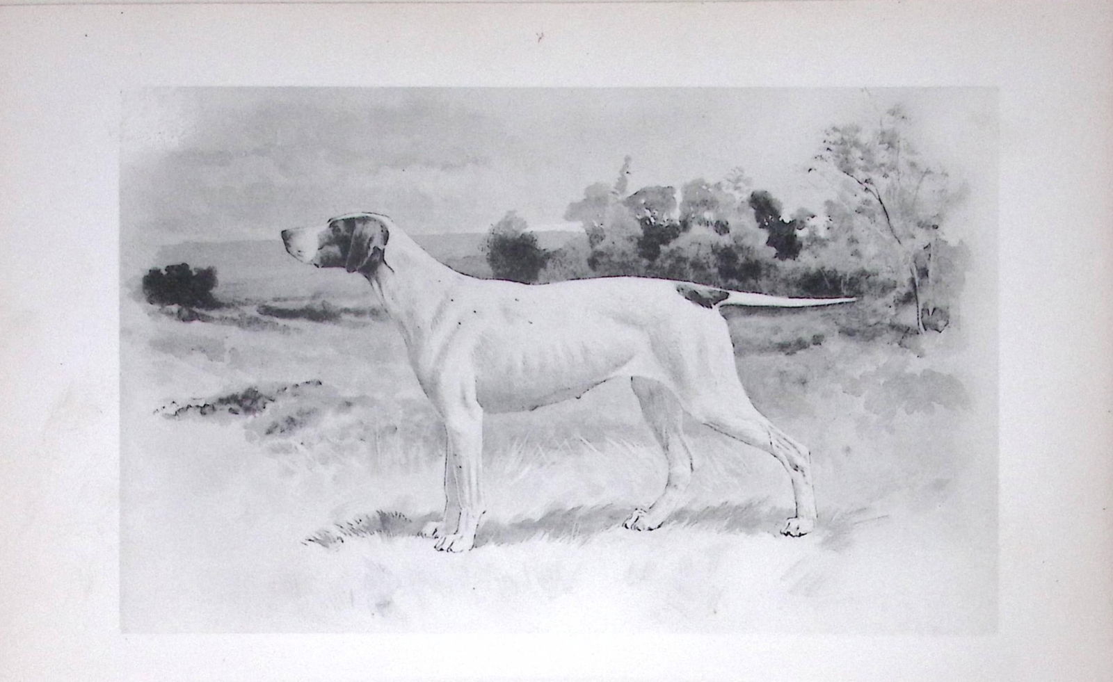Pointer Antique Book Plate Rawdon Lee Modern Dogs 1893-56: Title: Pointer Antique Book Plate Rawdon Lee Modern Dogs 1893-56 Description: Pointer Antique Book Plate Rawdon Lee Modern Dogs 1893-56 This Antique Book Plate Was