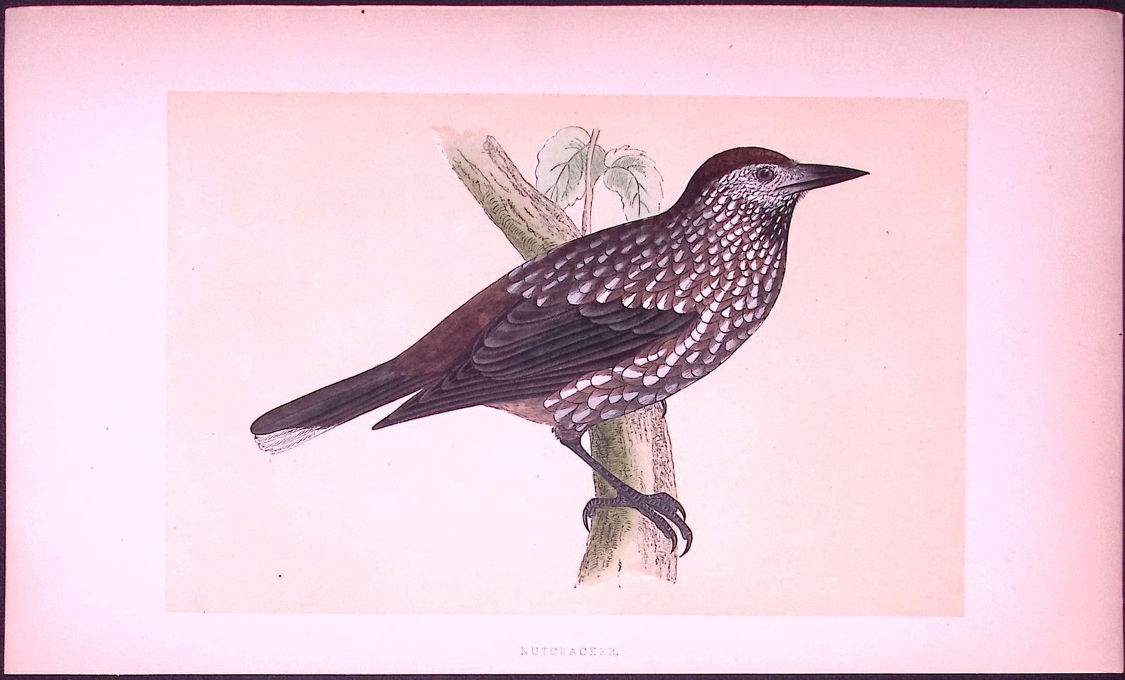 Nutcracker Bird- Rev Morris First Edition Antique Woodblock Engraving-56: Title: Nutcracker Bird- Rev Morris First Edition Antique Woodblock Engraving-56 Description: This Chromolithographic Woodblock Engraving Has Been Removed from a First Antique Edition