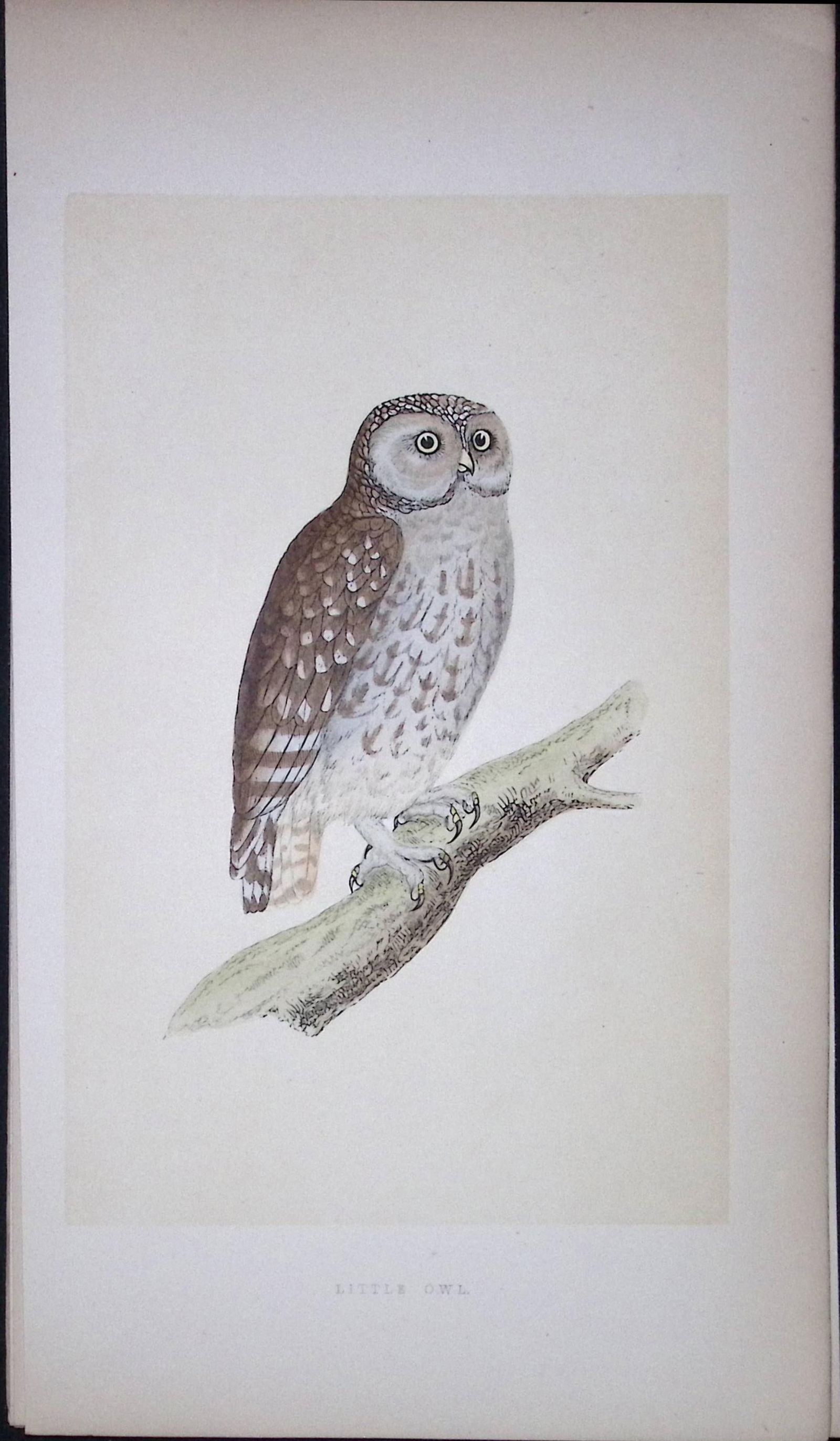 Little Owl Bird- Rev Morris First Edition Antique Woodblock Engraving-30: Title: Little Owl Bird- Rev Morris First Edition Antique Woodblock Engraving-30 Description: This Chromolithographic Woodblock Engraving Has Been Removed from a First Antique Edition