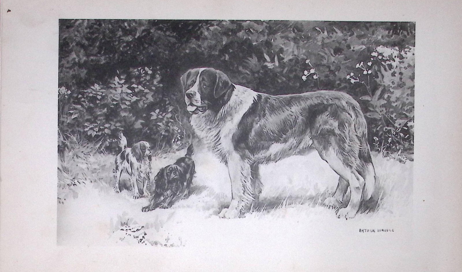 St Bernard & Toy Spaniels Antique Book Plate Rawdon Lee Modern Dog 1894-1: Title: St Bernard & Toy Spaniels Antique Book Plate Rawdon Lee Modern Dog 1894-1 Description: This Antique Book Plate Was Removed from an Edition of Modern Dogs by Rawdon Lee 1893. Each