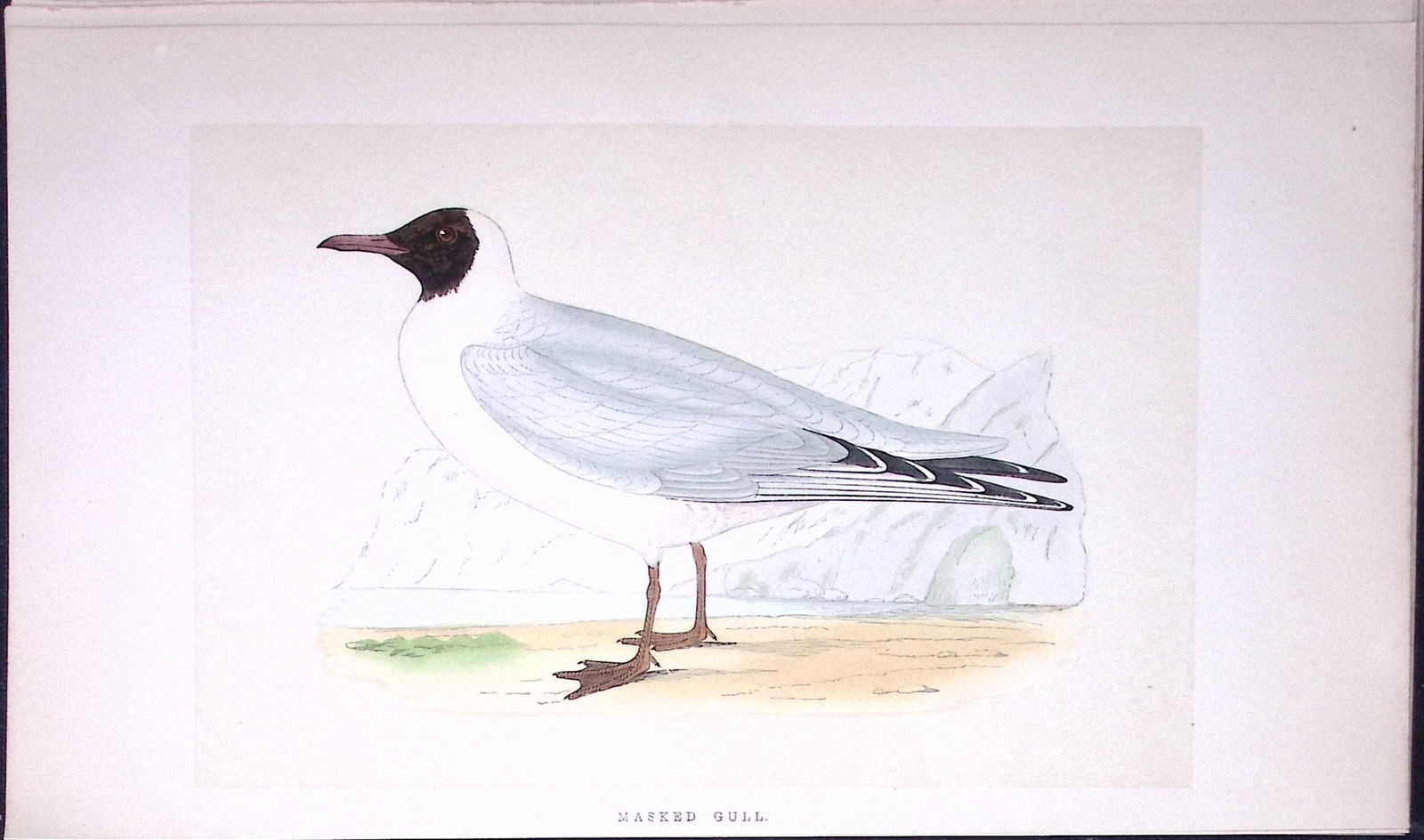 Masked Gull Bird- Rev Morris First Edition Antique Woodblock Engraving-202: Title: Masked Gull Bird- Rev Morris First Edition Antique Woodblock Engraving-202 Description: This Chromolithographic Woodblock Engraving Has Been Removed from a First Antique Editi