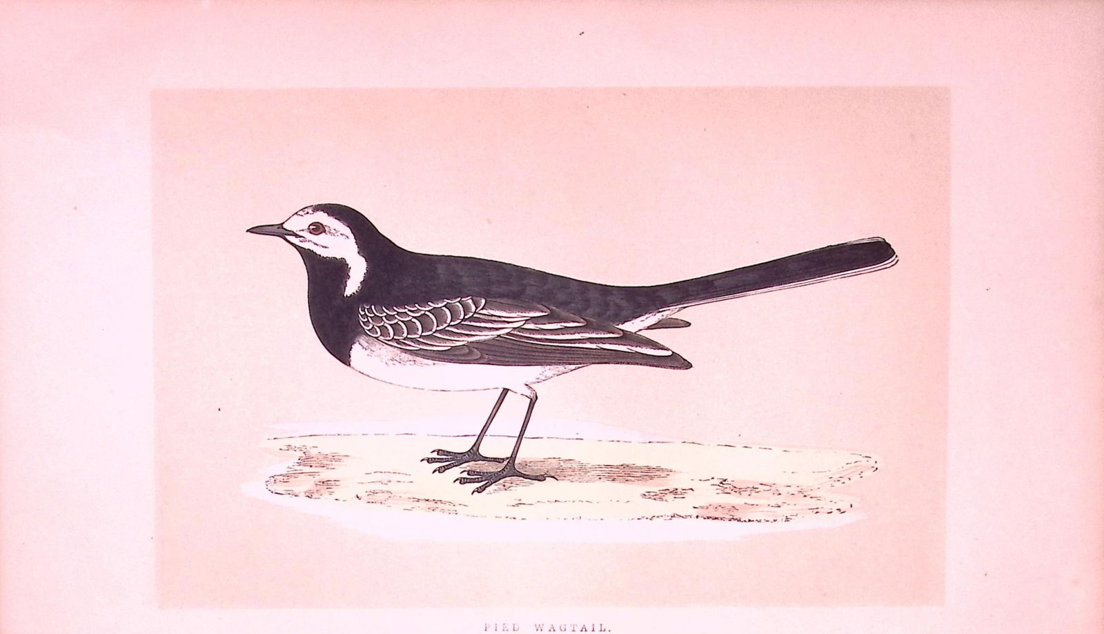 Pied Wagtail Bird- Rev Morris First Edition Antique Woodblock Engraving-133: Title: Pied Wagtail Bird- Rev Morris First Edition Antique Woodblock Engraving-133 Description: This Chromolithographic Woodblock Engraving Has Been Removed from a First Antique Edit