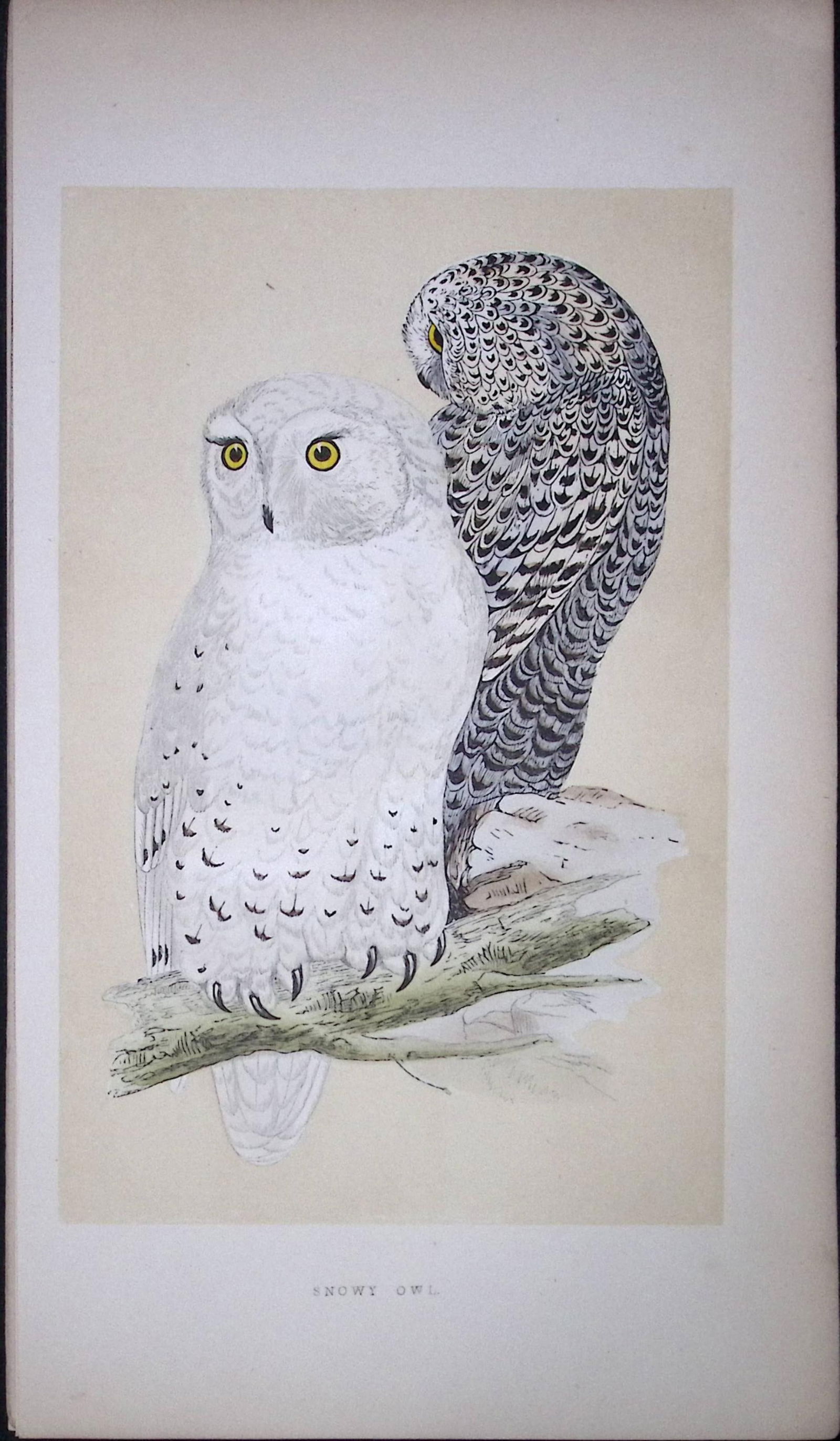 Snowy Owl Bird- Rev Morris First Edition Antique Woodblock Engraving-27: Title: Snowy Owl Bird- Rev Morris First Edition Antique Woodblock Engraving-27 Description: This Chromolithographic Woodblock Engraving Has Been Removed from a First Antique Edition of. Rev F O