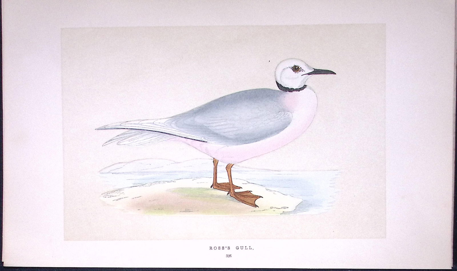 Ross’s Gull Bird- Rev Morris First Edition Antique Woodblock Engraving-199: Title: Ross’s Gull Bird- Rev Morris First Edition Antique Woodblock Engraving-199 Description: This Chromolithographic Woodblock Engraving Has Been Removed from a First Antique