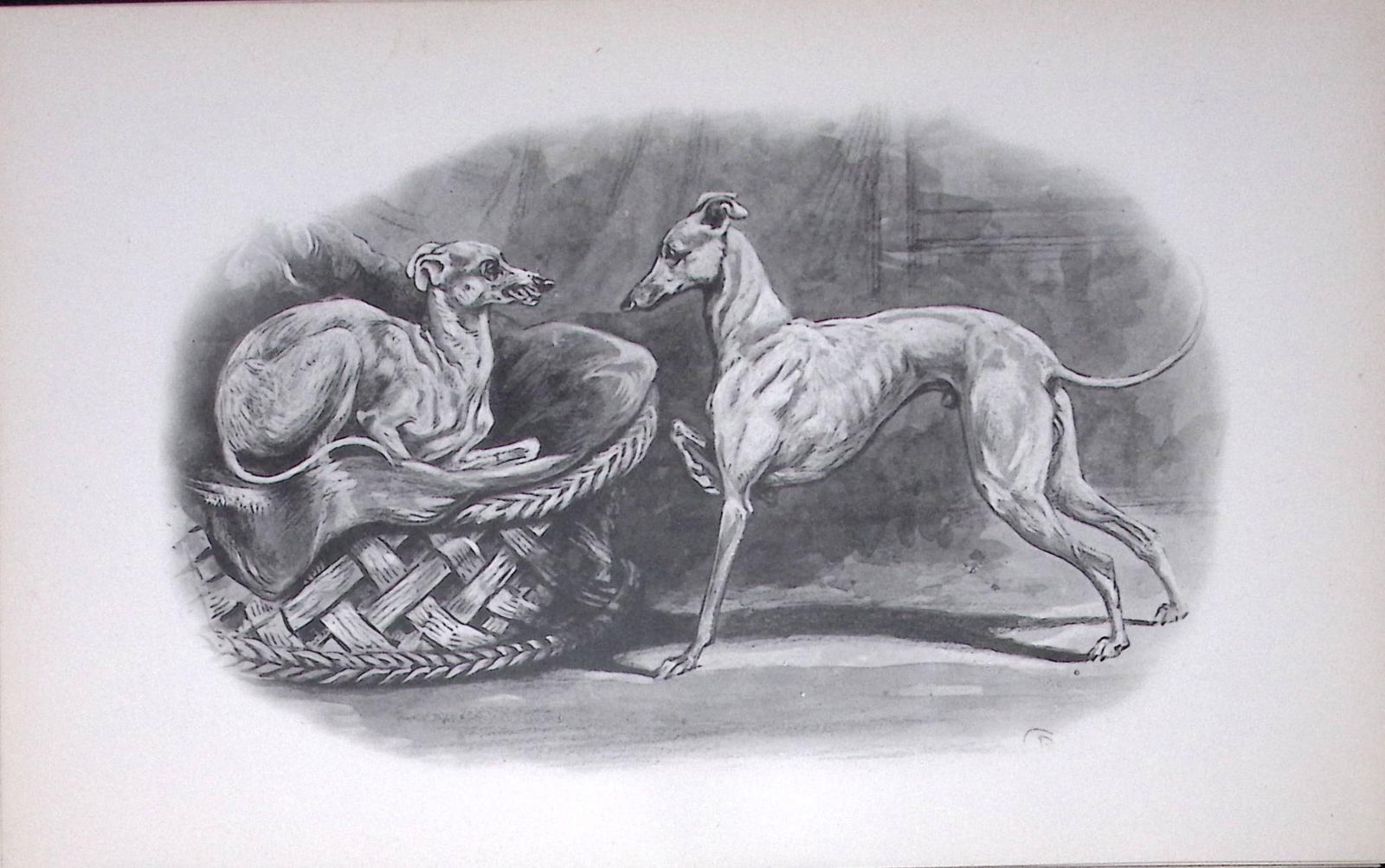 Italian Greyhounds Antique Book Plate Rawdon Lee Modern Dogs 1894-20: Title: Italian Greyhounds Antique Book Plate Rawdon Lee Modern Dogs 1894-20 Description: This Antique Book Plate Was Removed from an Edition of Modern Dogs by Rawdon Lee 1893.