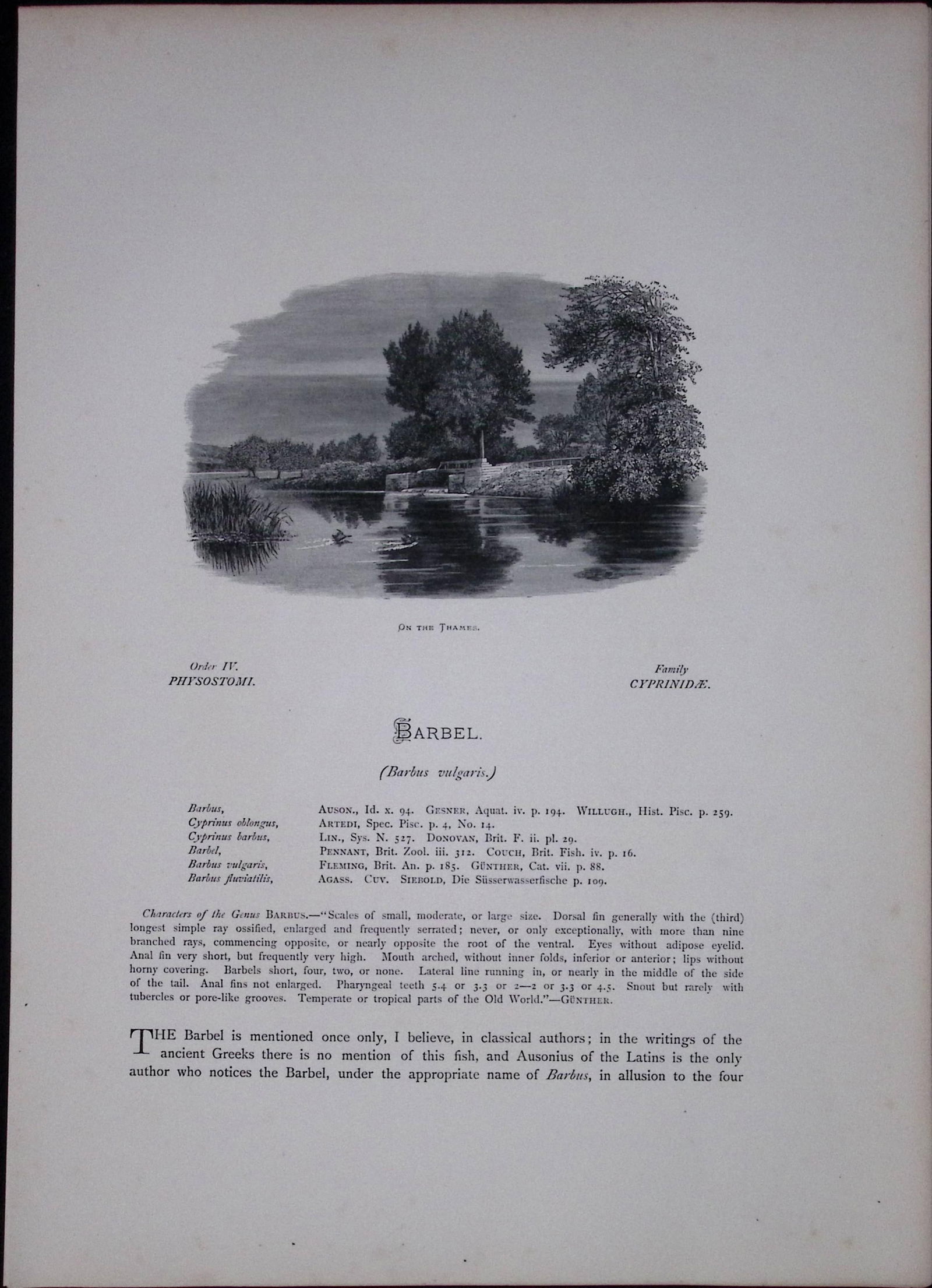 Gudgeon & Barbel Rev Houghton British Freshwater Fish 1879 Scarce Engraving-35 - 2