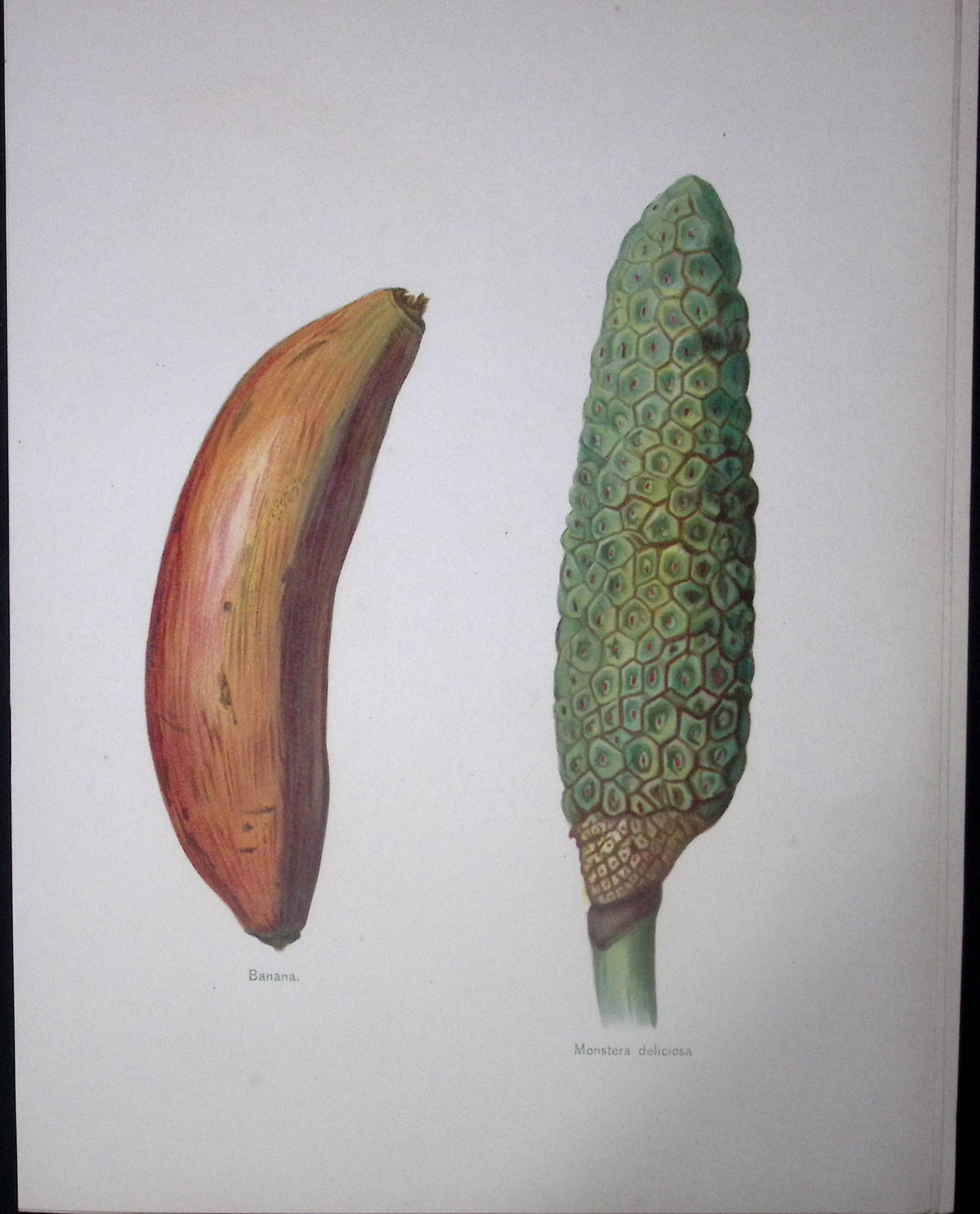 Bananas Monstera Deliciosa 1891-1894 Antique Fruit Illustration-24.: Title: Bananas Monstera Deliciosa 1891-1894 Antique Fruit Illustration-24. Description: This Chromolithographed Print Measure Approximately 10 X 8 (Inches) 274. x 213.36
