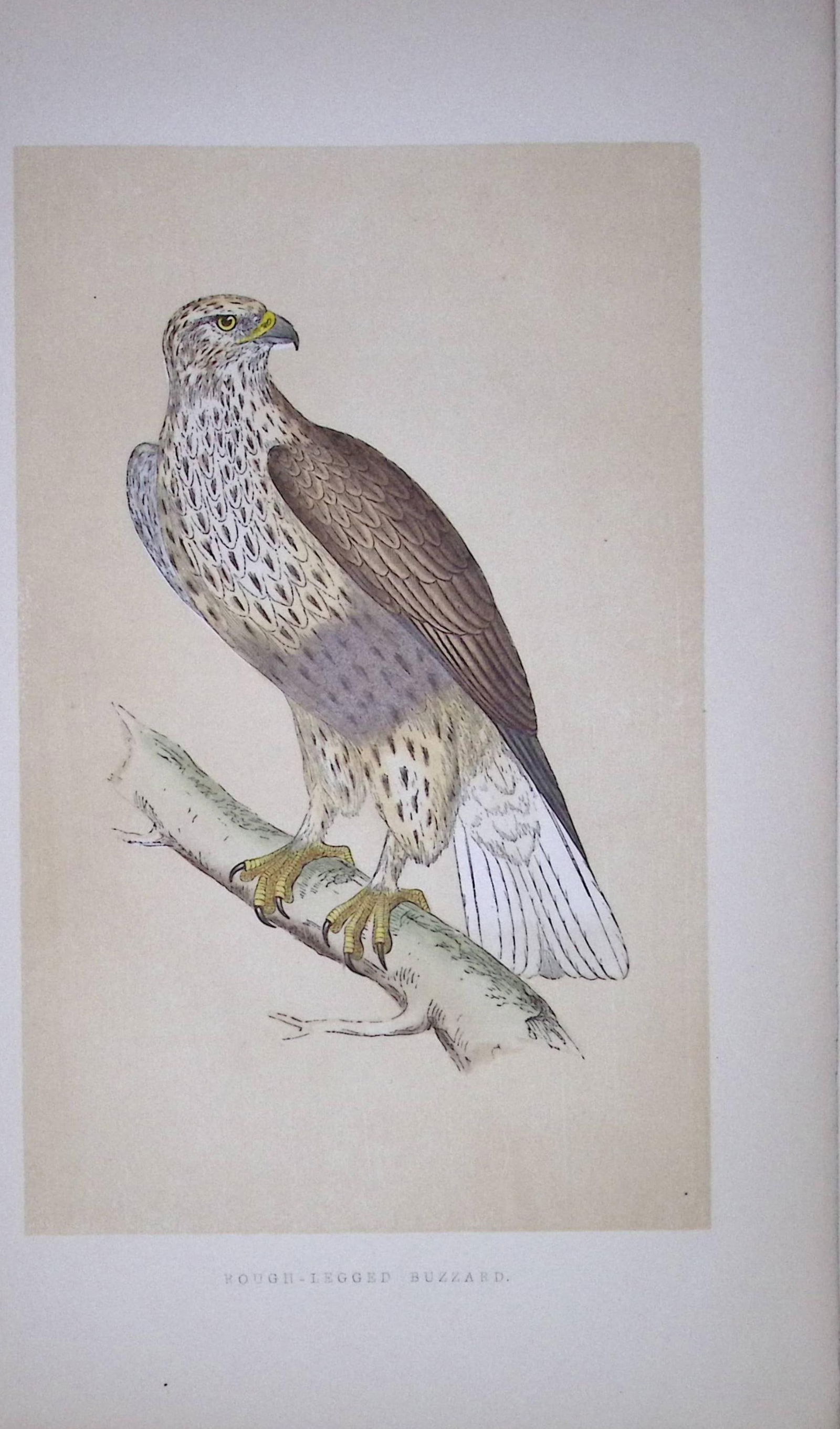 Rough-Legged Buzzard Bird- Rev Morris First Edition Antique Woodblock Engraving-8: Title: Rough-Legged Buzzard Bird- Rev Morris First Edition Antique Woodblock Engraving-8 Description: This Chromolithographic Woodblock Engraving Has Been Removed from a First Antiqu